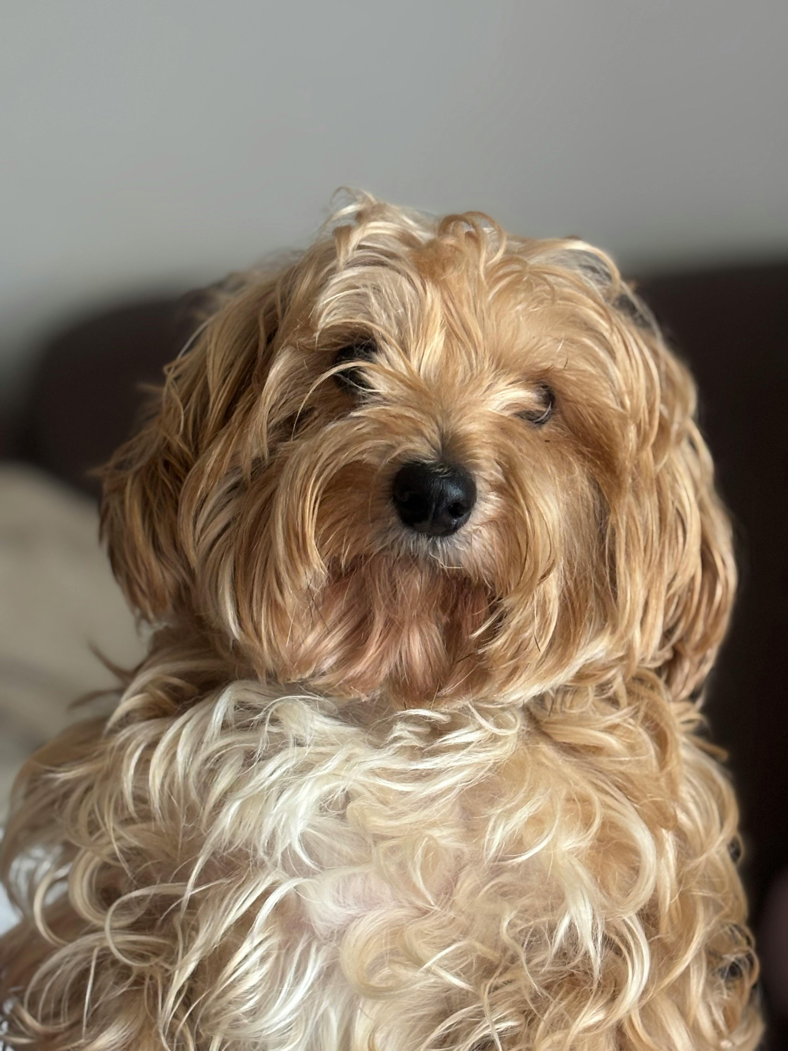 Miễn phí Ảnh cận cảnh một chú chó lông xù, mềm mại đang ngồi trong nhà, trông dễ thương và chăm chú. Ảnh lưu trữ