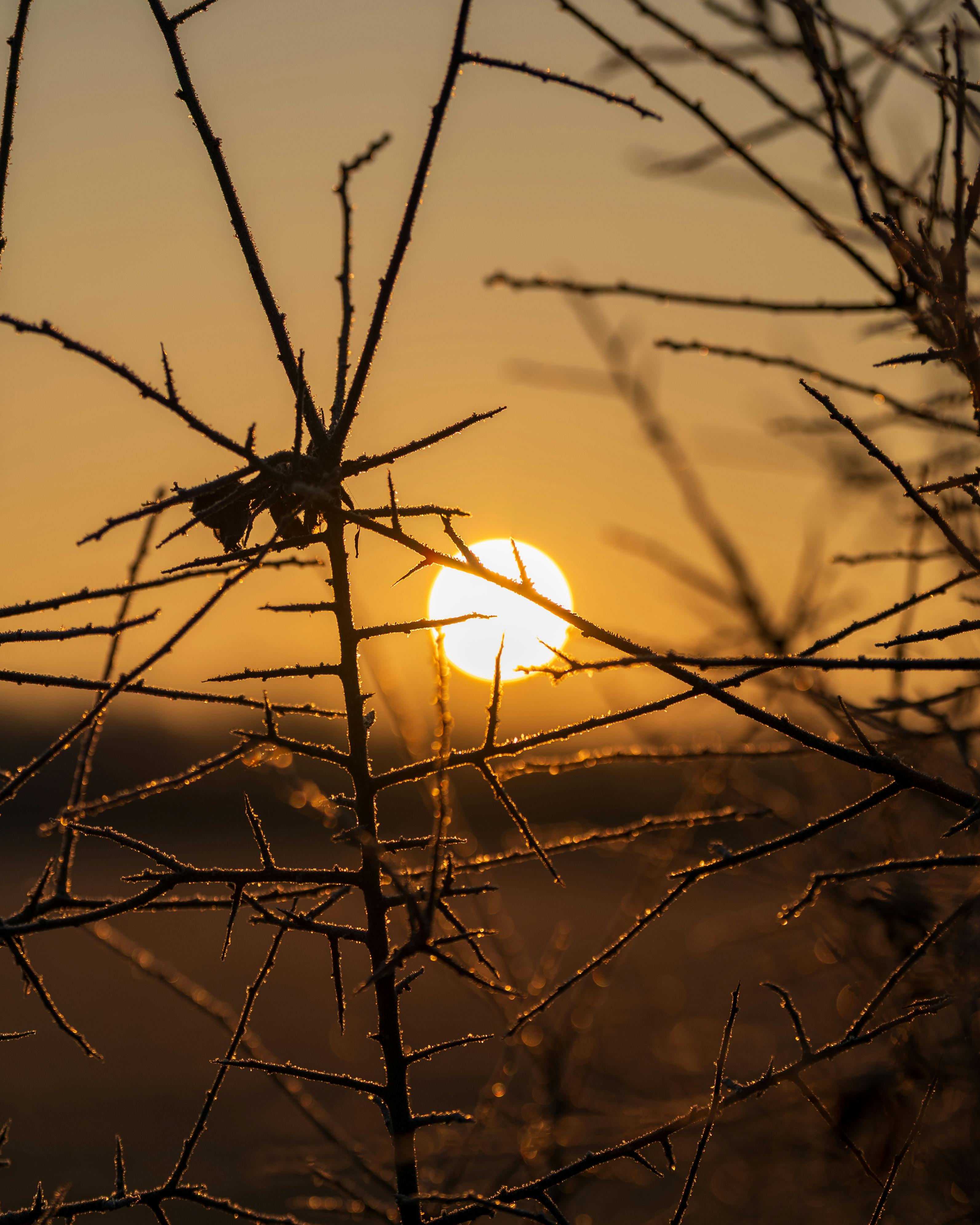 Free stock photo of focus stacking Stock Photo