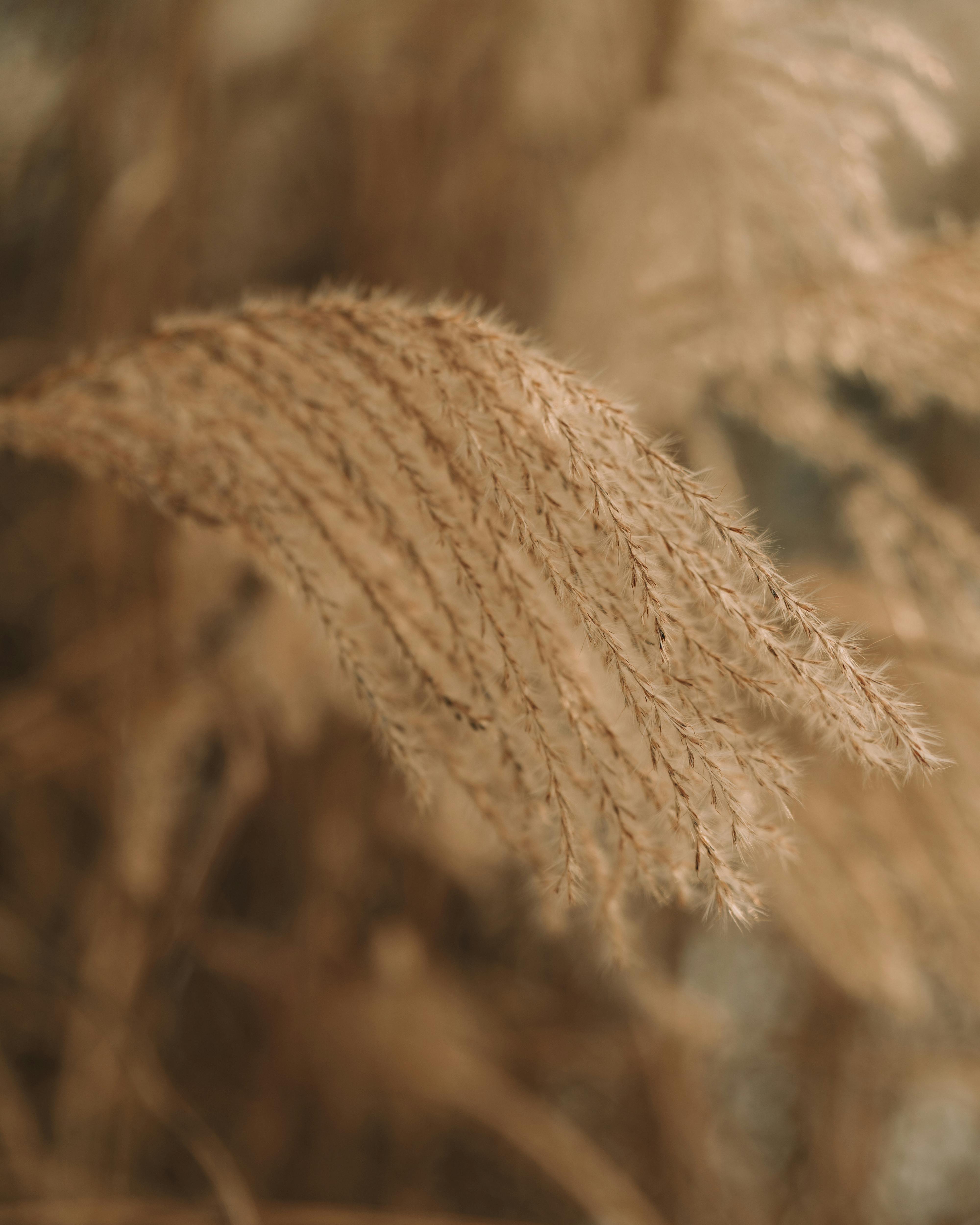 bezplatná Umělecký detailní záběr pampové trávy s měkkým zaostřením a teplými tóny, ideální pro přírodní a dekorační témata. Základová fotografie