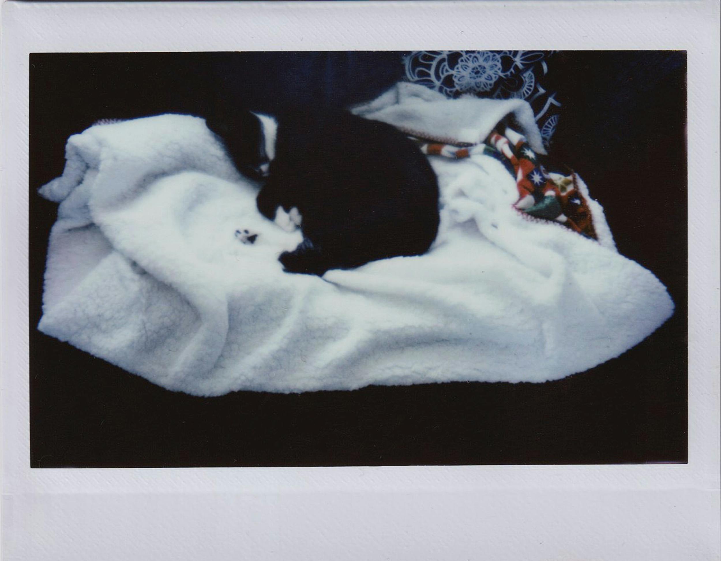 Безкоштовне Чорно-білий кіт мирно відпочиває на м'якій білій ковдрі в приміщенні. стокове фото