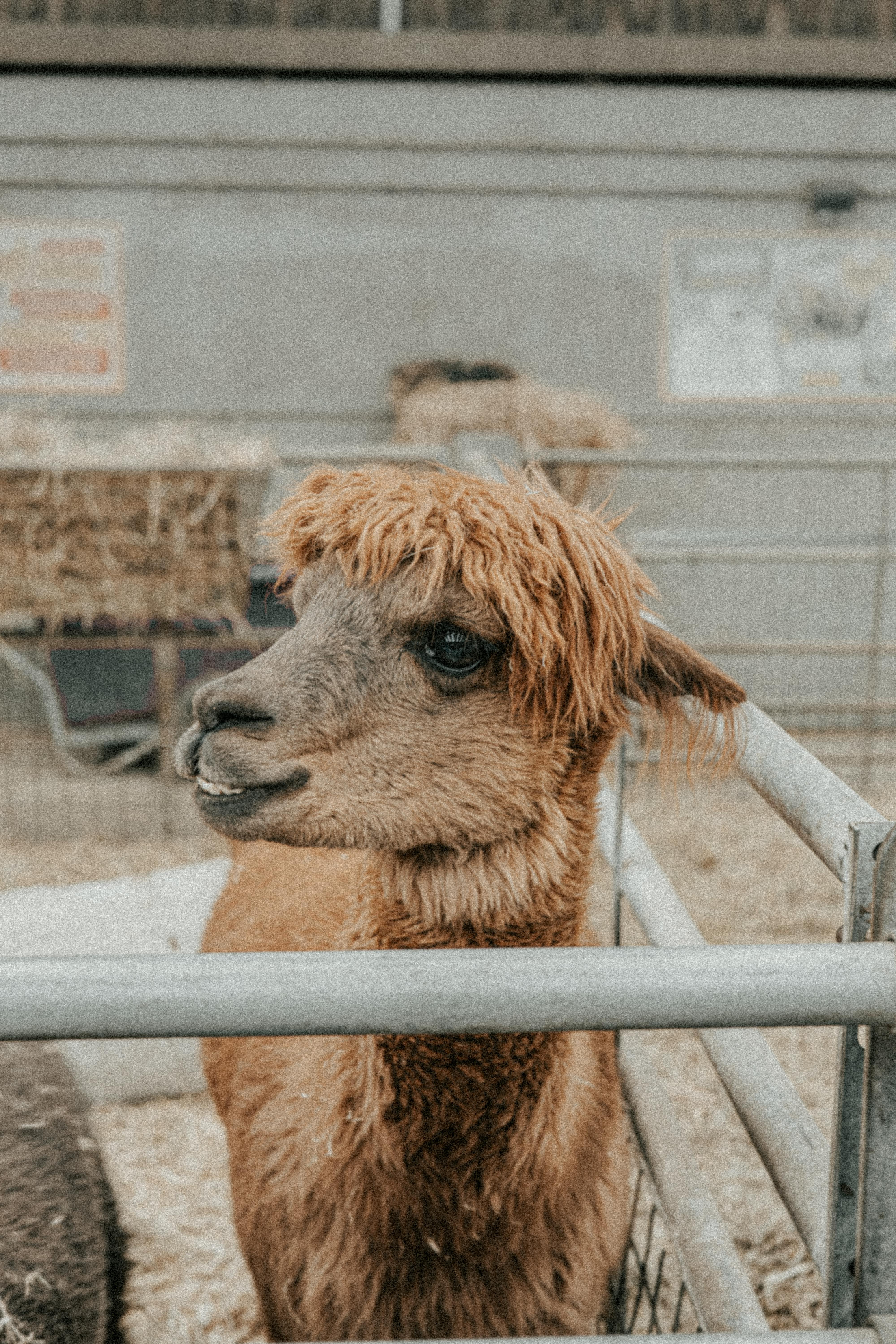 免費 在英國曼徹斯特的一個農場圍欄內，一隻可愛的羊駝的特寫。 圖庫相片