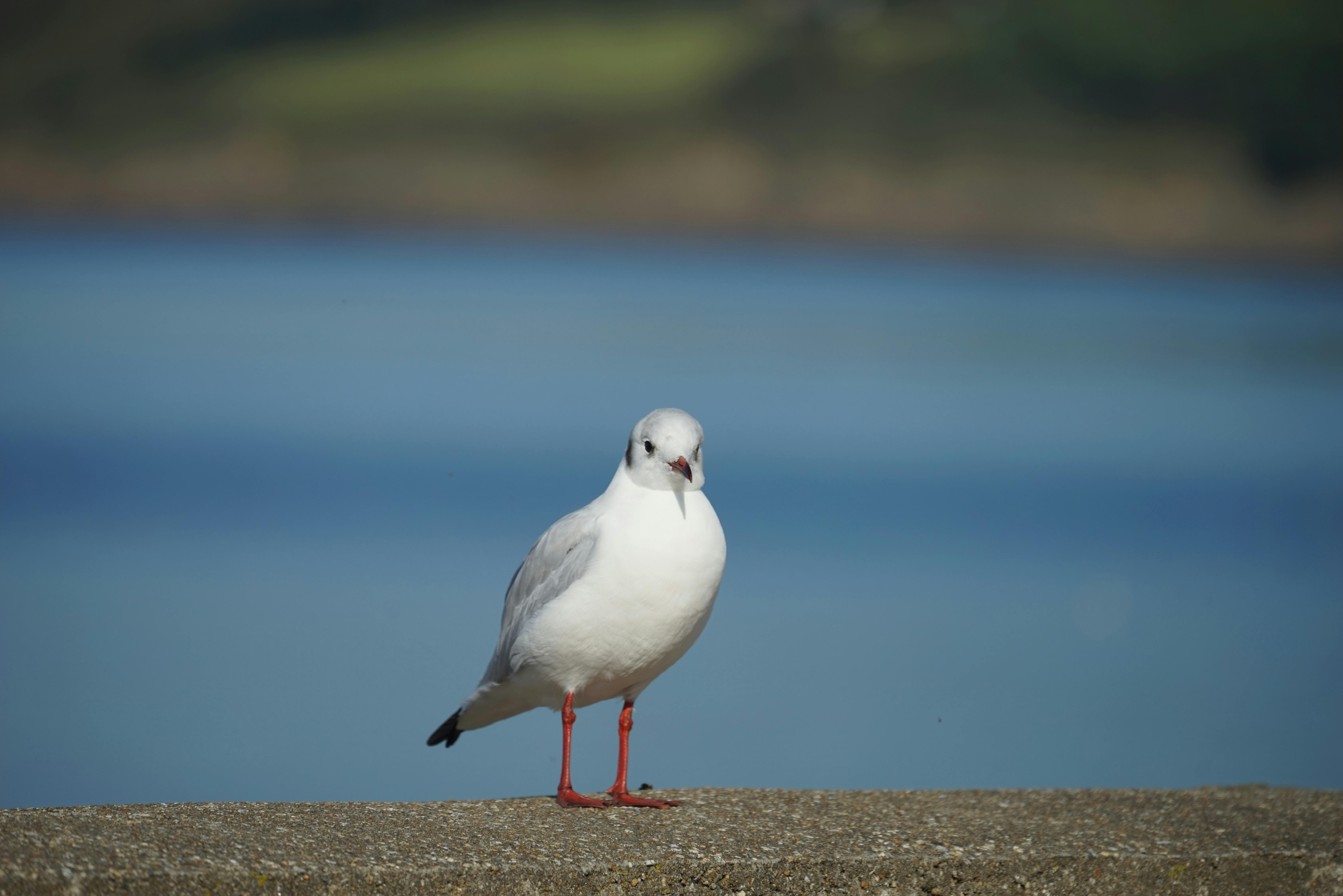 무료 화창한 날, 잔잔한 바다를 배경으로 콘크리트 턱 위에 서 있는 검은머리갈매기. 스톡 사진