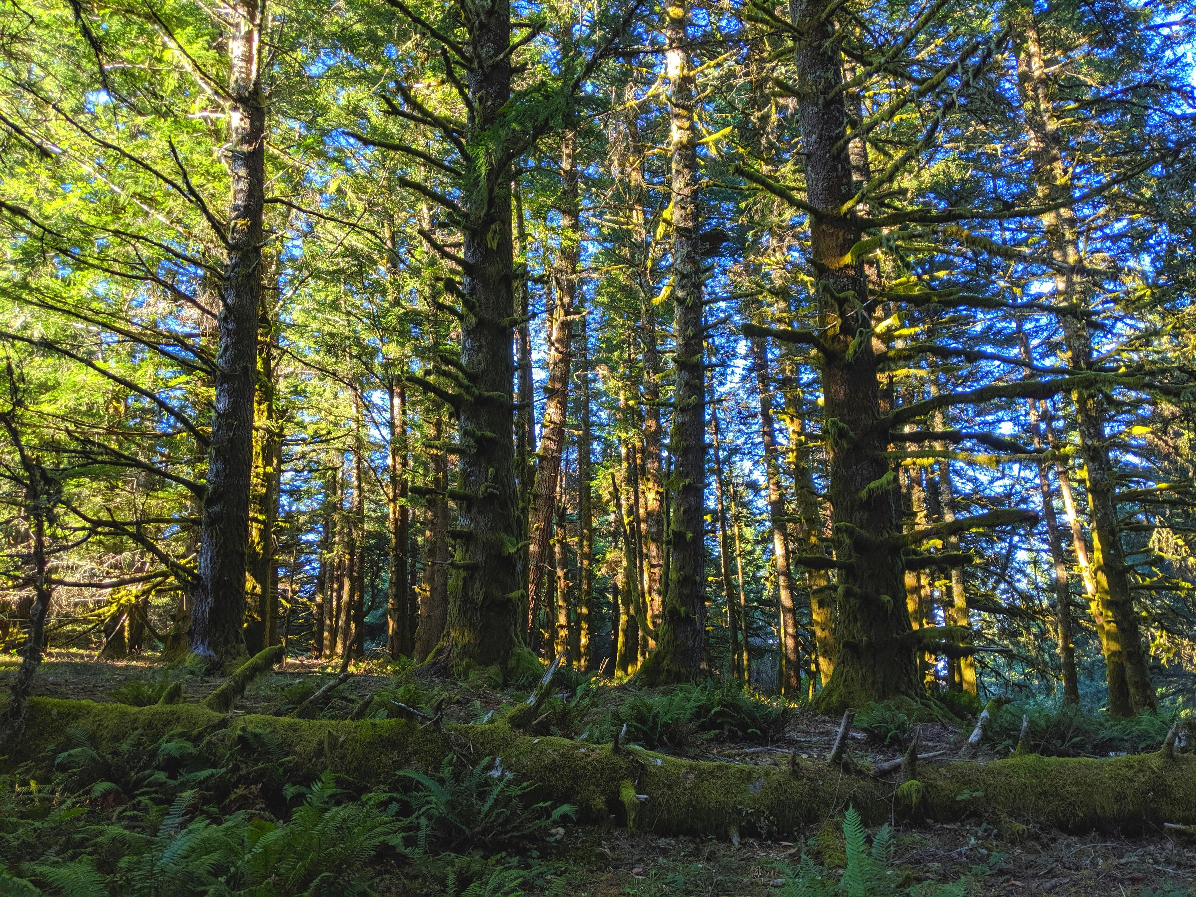 gratis Fel zonlicht filtert door de hoge bomen in een weelderig Californisch bos. Stockfoto