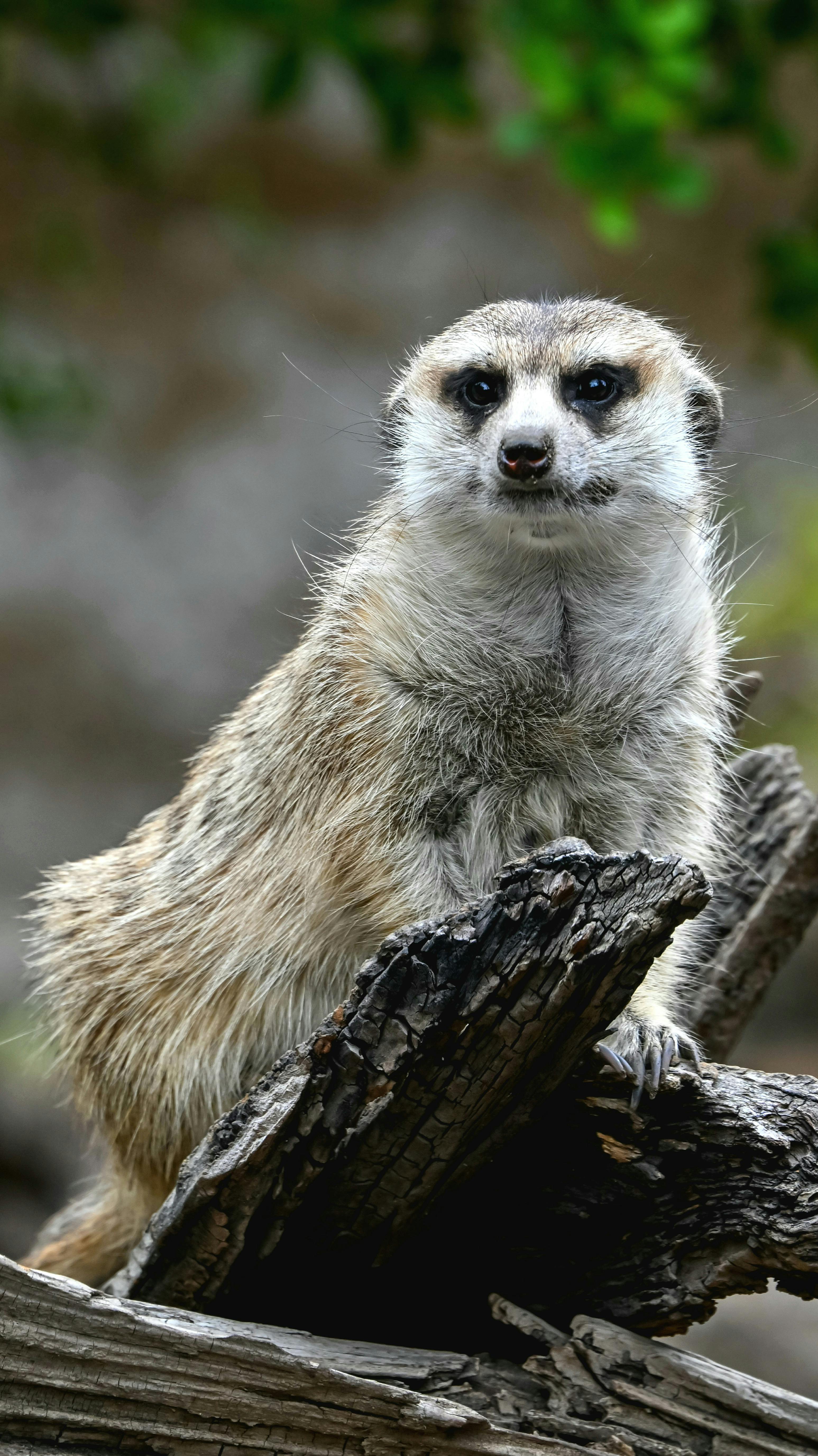 免費 一隻狐狸獴坐在戶外自然環境中的一根木頭上，直視鏡頭。 圖庫相片