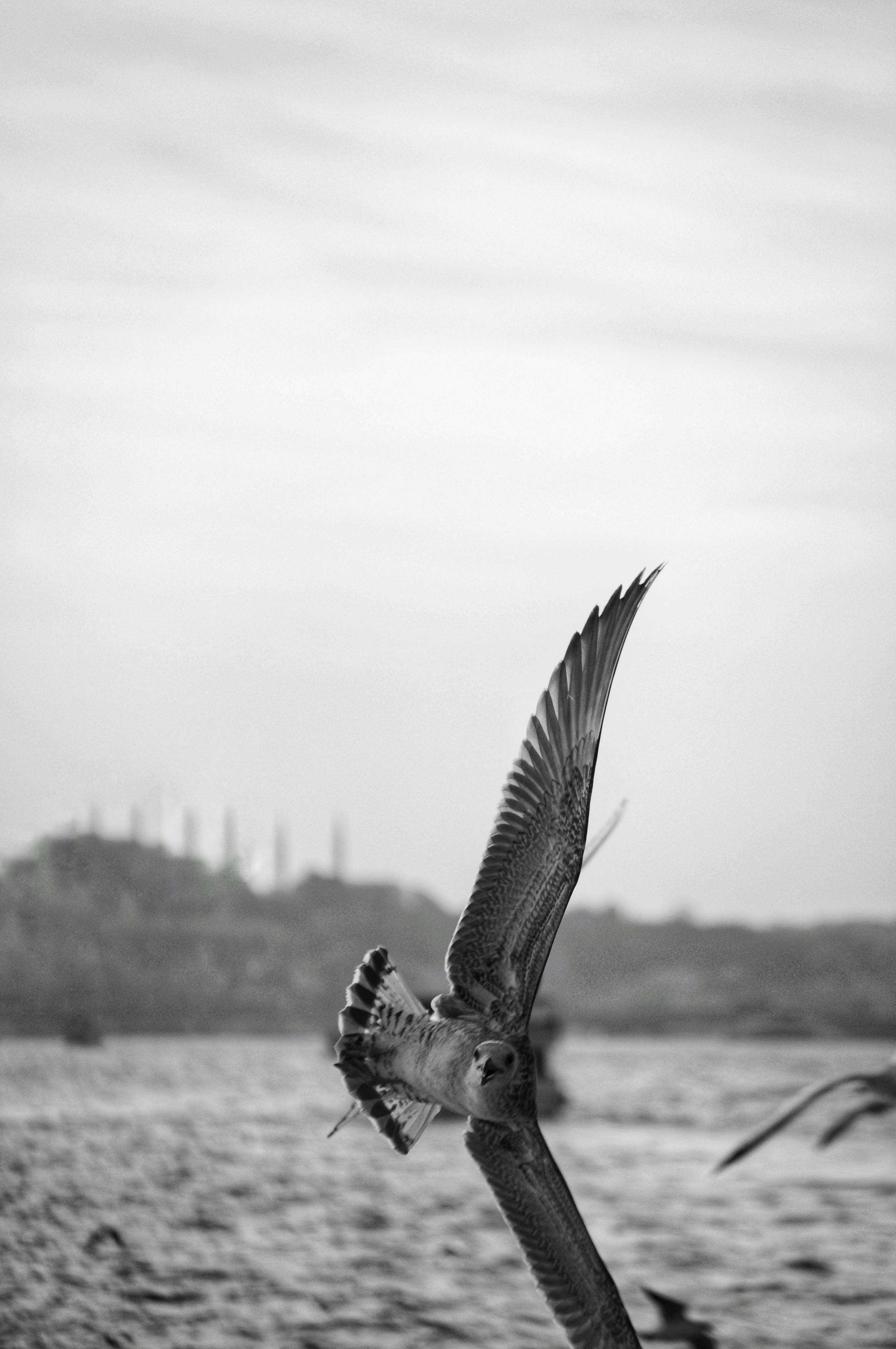 ingyenes Egy sirály kecsesen repül a Boszporusz felett, háttérben egy mecset sziluettjével. Stockfotó