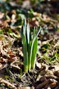 Green Daffodil Sprout Emerging from Soil