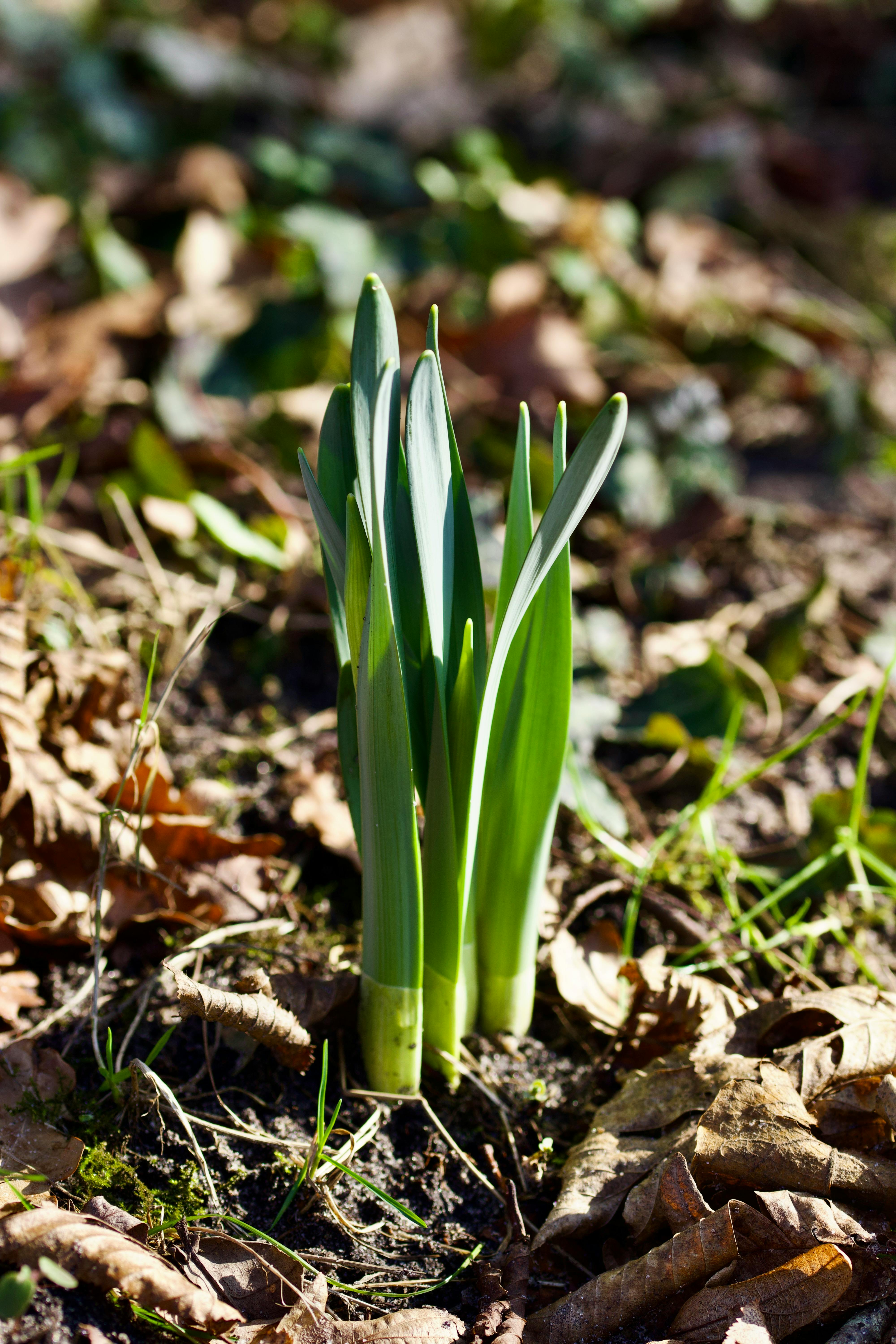 Green Daffodil Sprout Emerging from Soil
