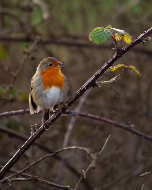 Free Close-up of a European Robin on a branch, natural setting in Glasgow. Stock Photo