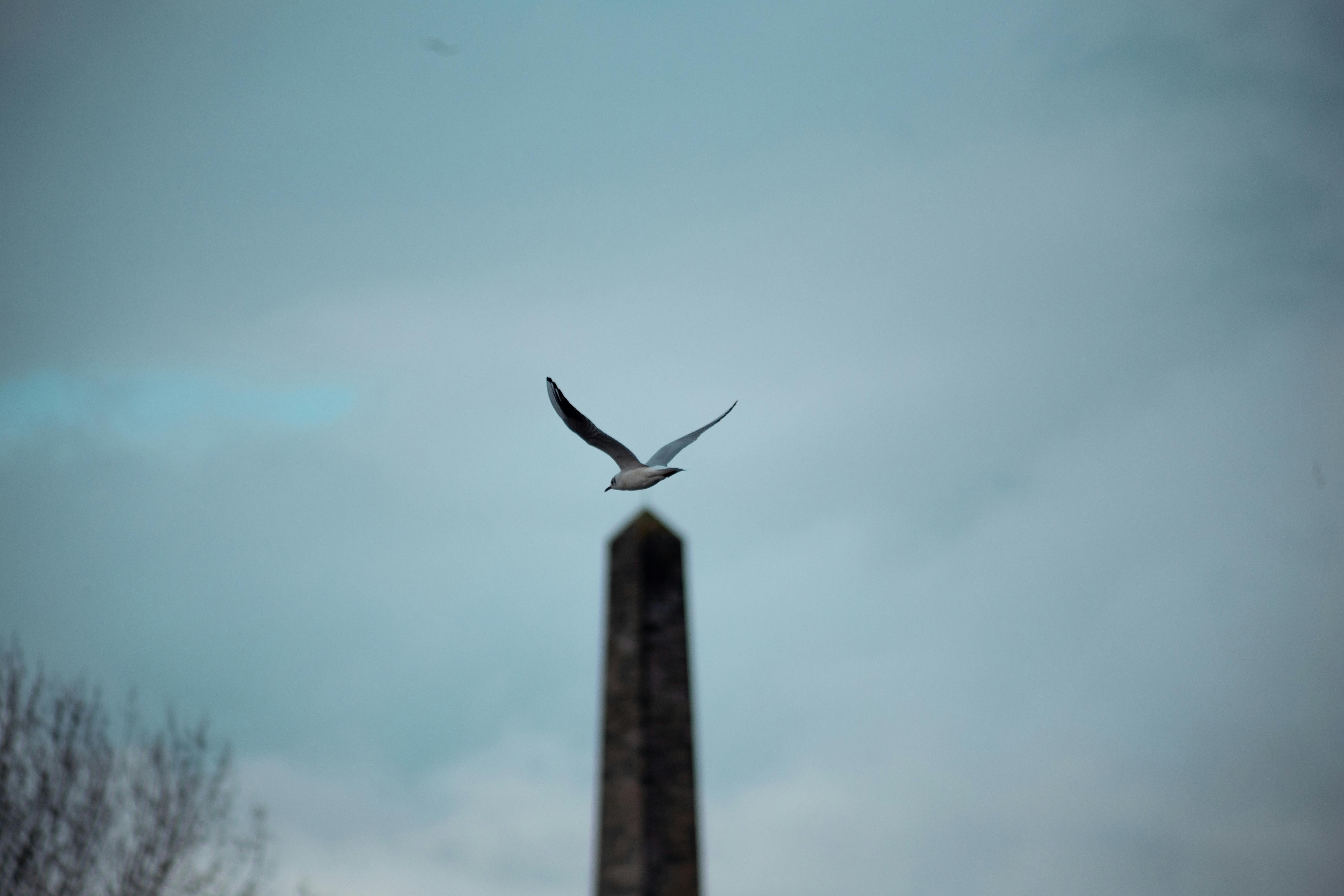 Безкоштовне Чайка летить високо на тлі хмарного неба з пам'ятником у Глазго, Шотландія. стокове фото