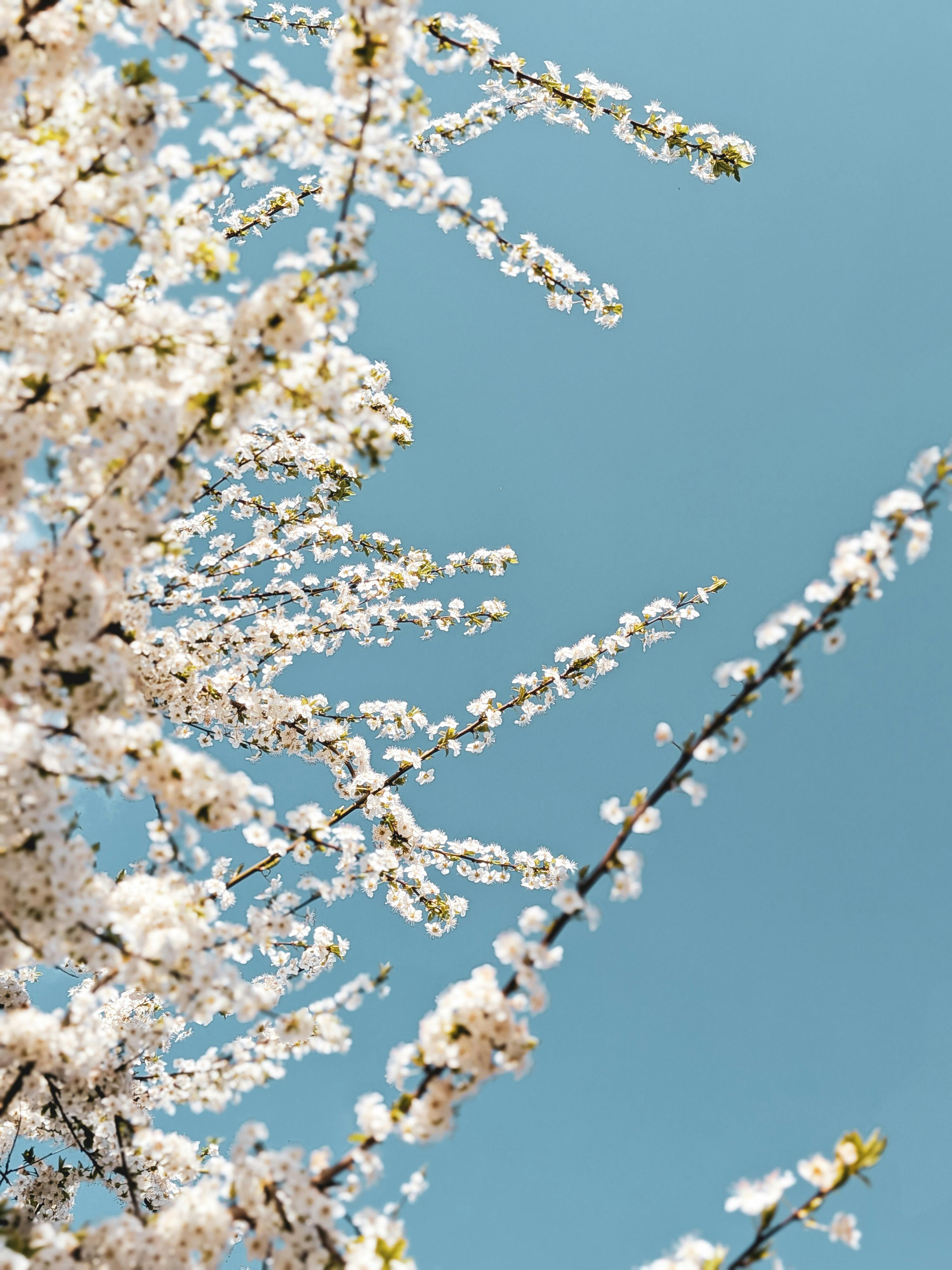 免費 櫻花盛開的特寫鏡頭，背景是湛藍的天空。 圖庫相片