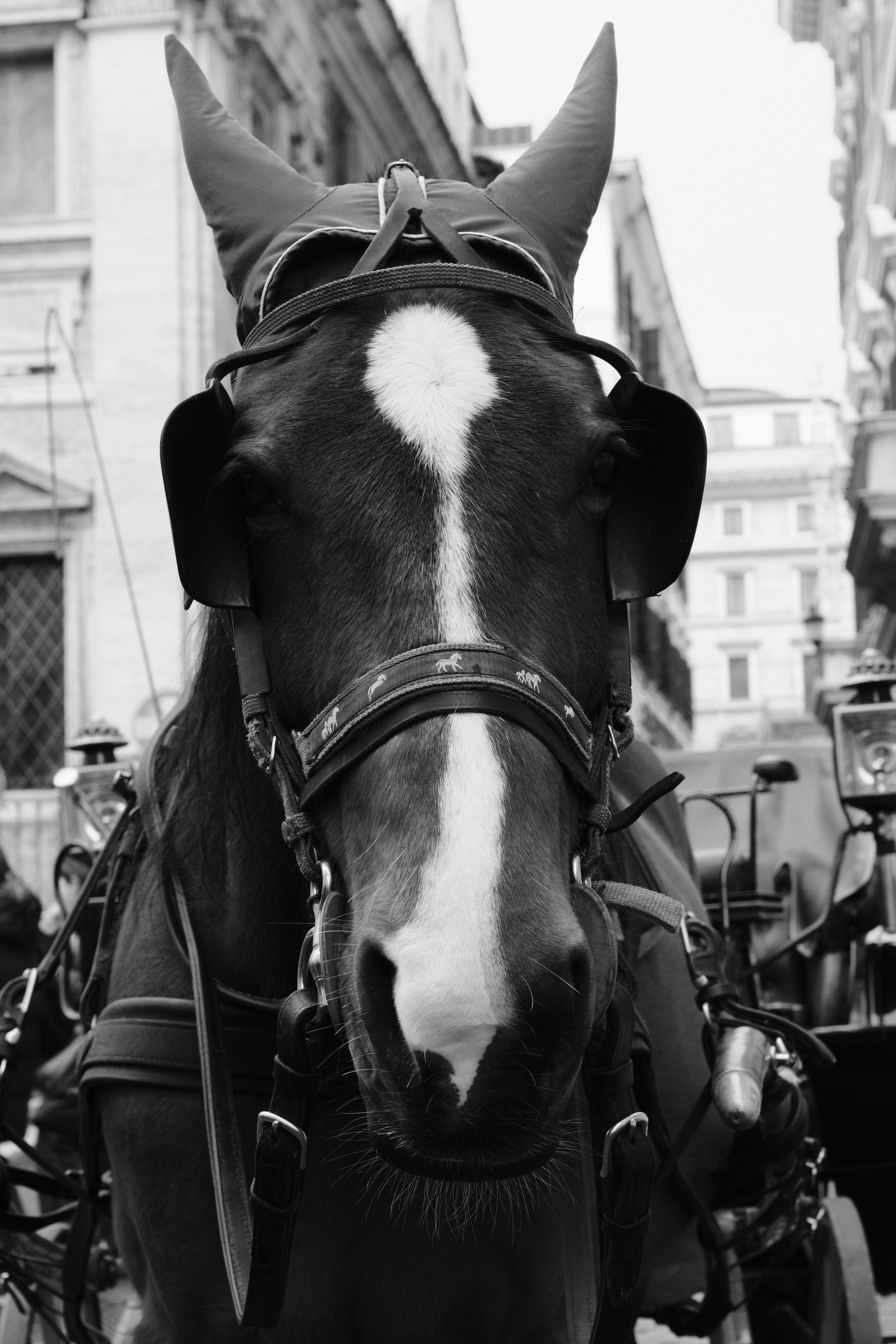 무료 이탈리아 로마에서 마차를 끄는 말의 클로즈업 사진으로, 고전적인 도시 생활의 모습을 보여줍니다. 스톡 사진