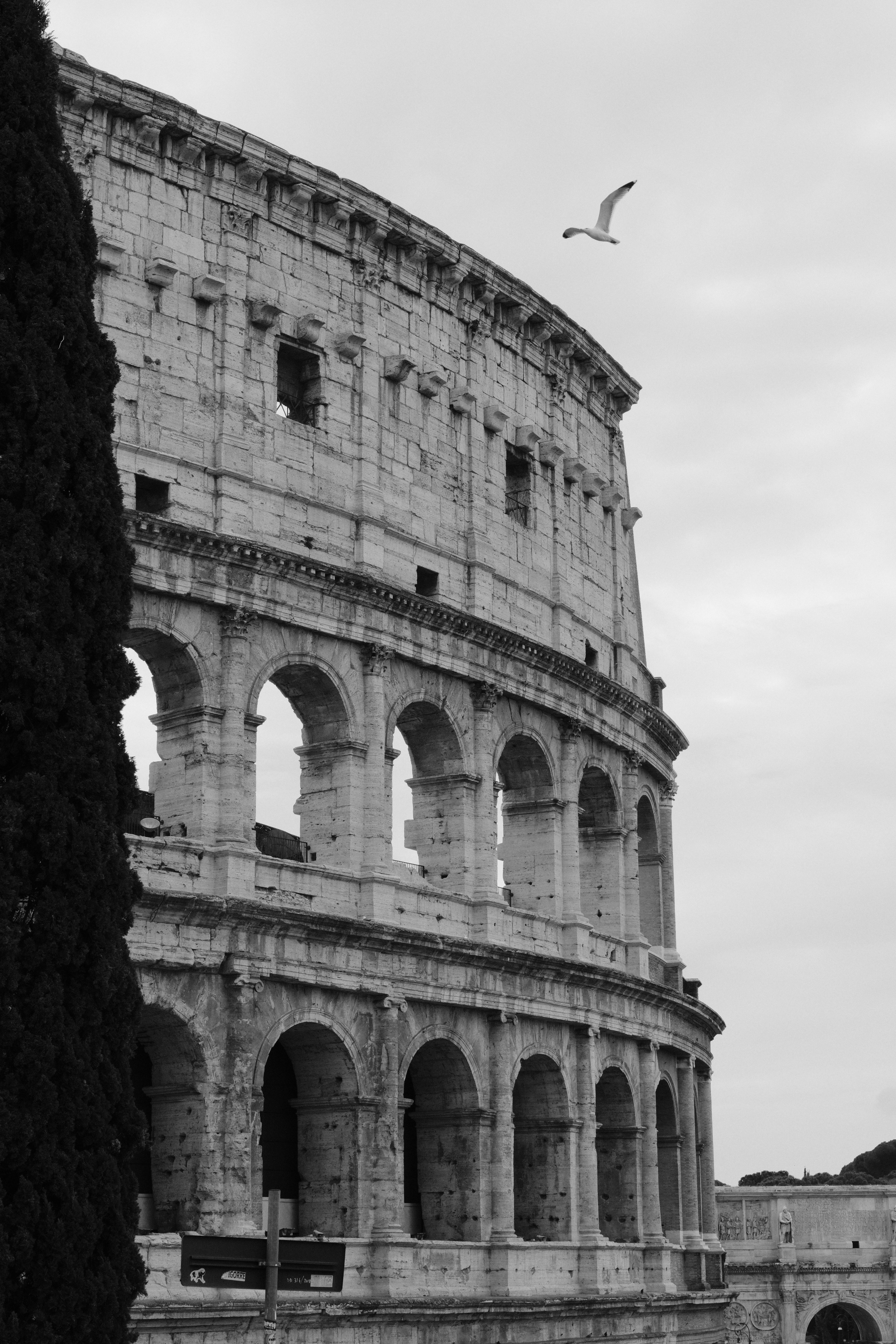 免費 一張黑白照片，展現了義大利羅馬標誌性的羅馬競技場，一隻海鷗在其上方飛翔。 圖庫相片