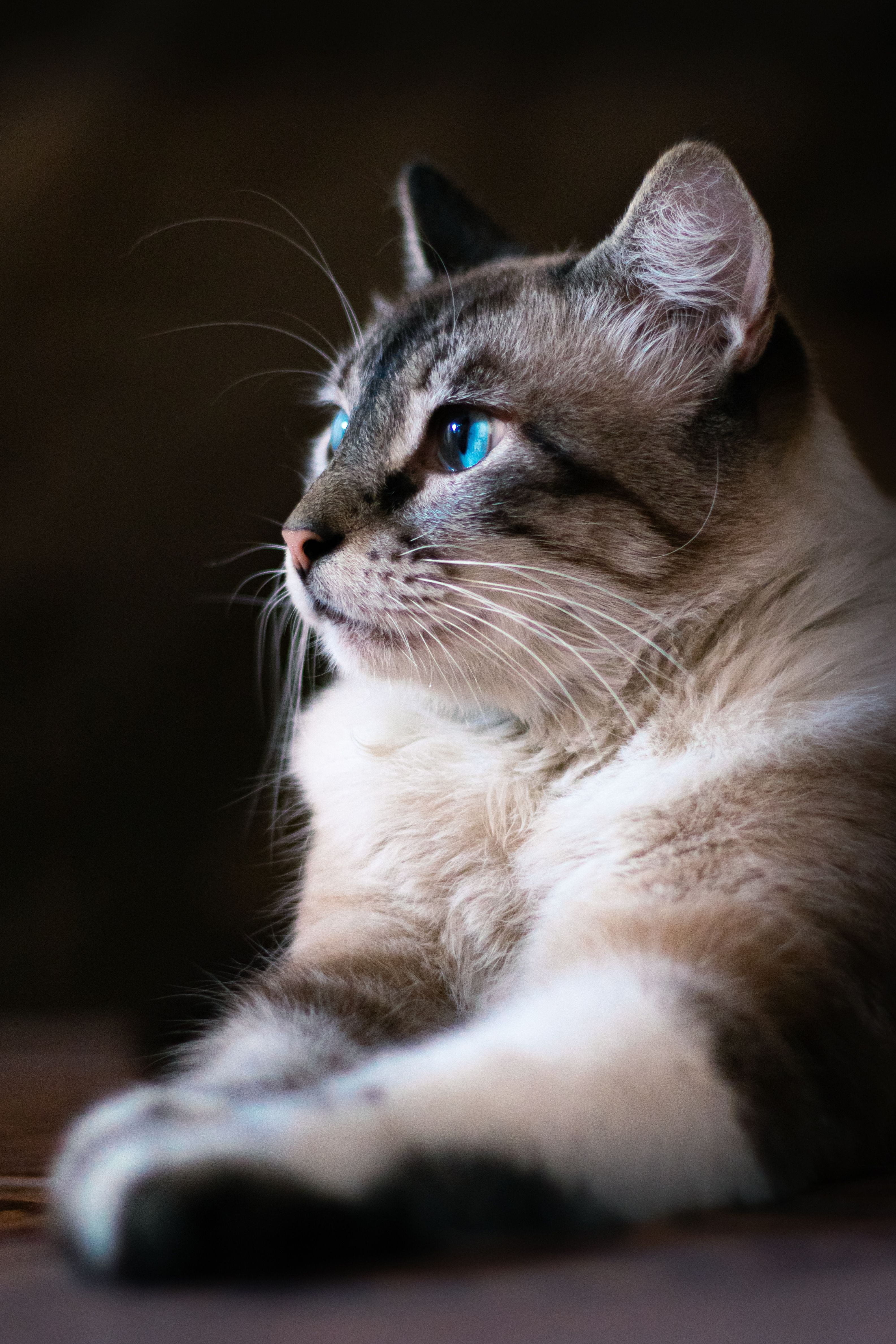 For The Love Of Cats