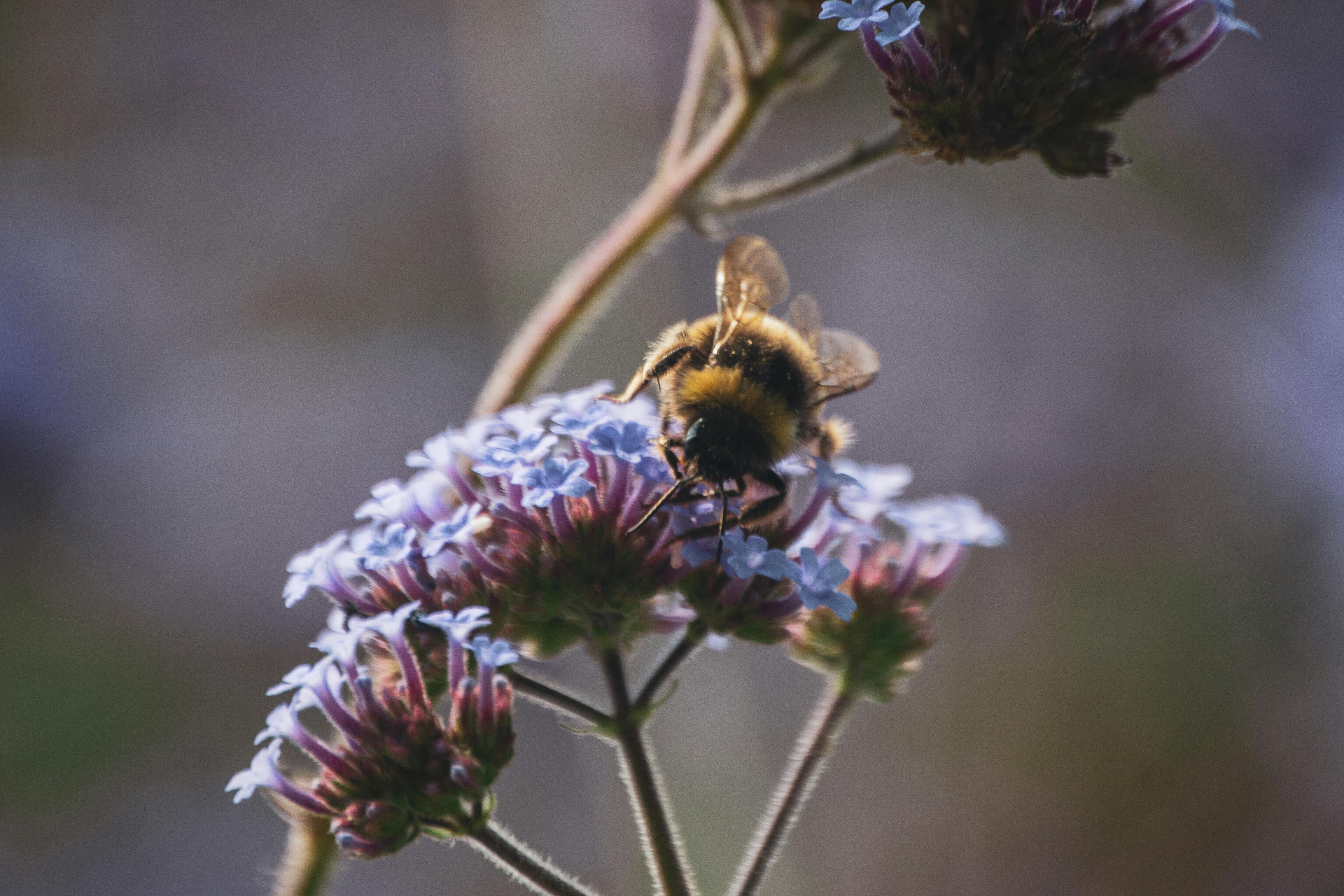 gratis Close-up van een hommel die paarse bloemen bestuift in Asturië, Spanje. Stockfoto