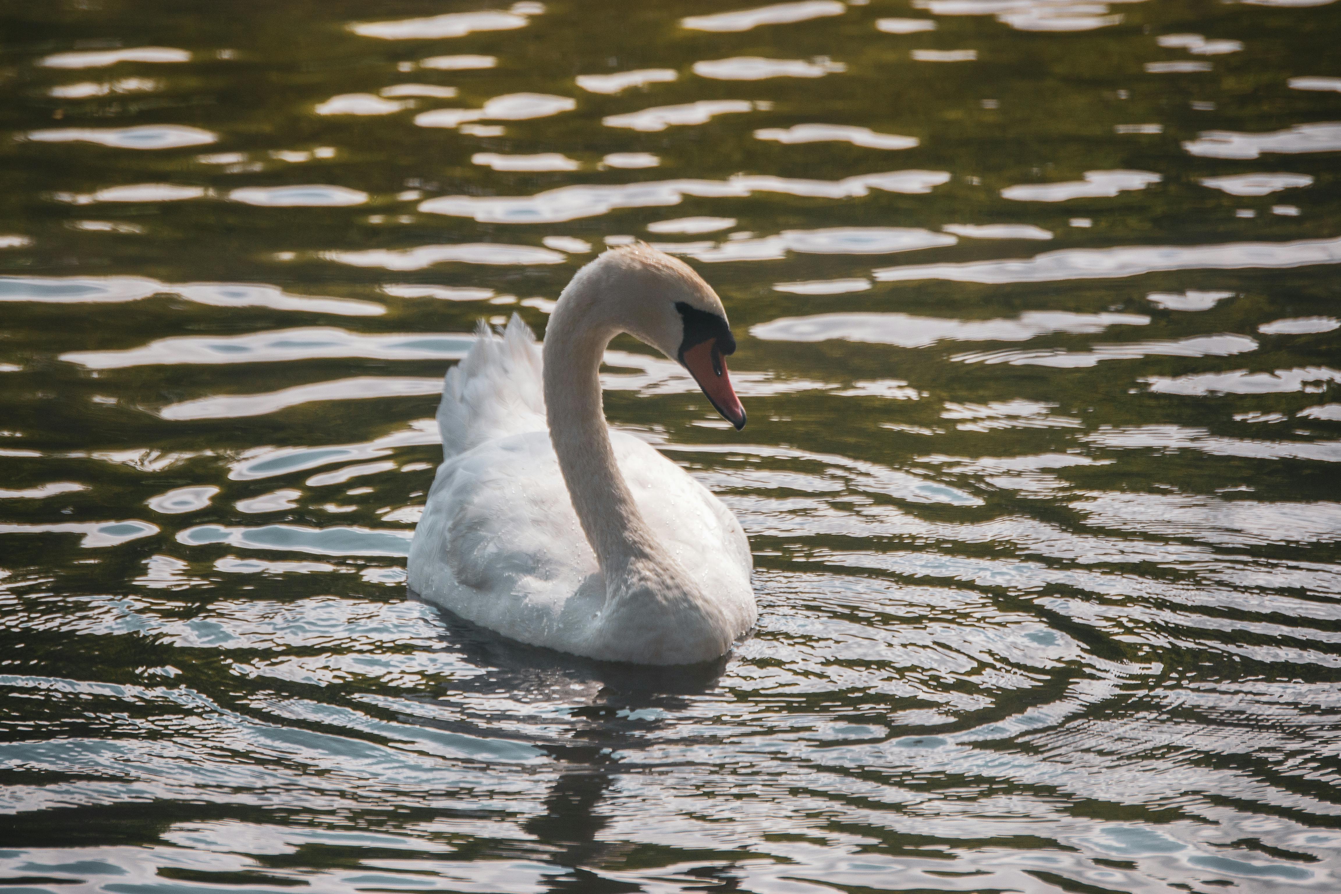 Gratis stockfoto met asturië, aviaire, beest Stockfoto