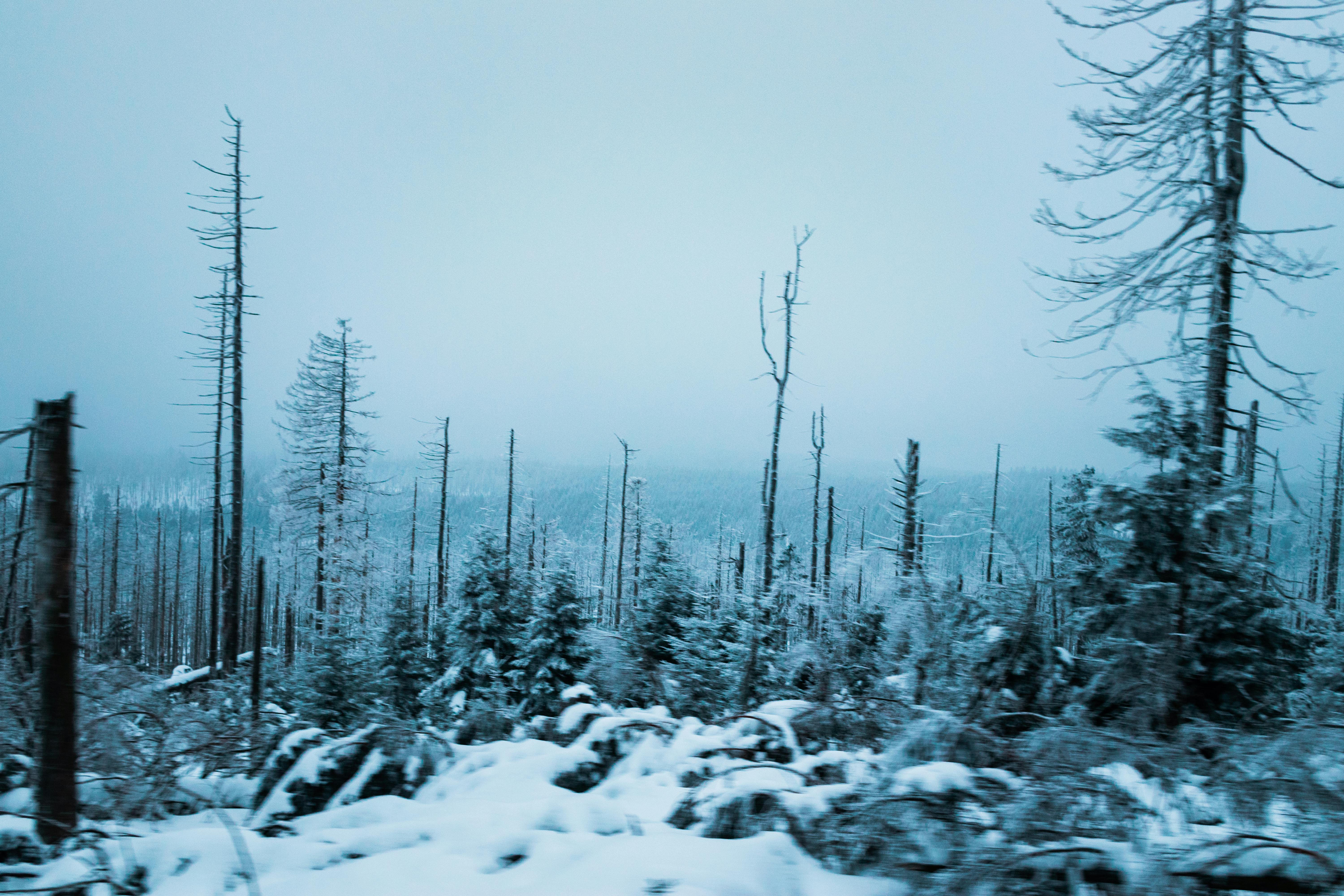 bezplatná Klidná zimní scéna zobrazující zasněžené stromy v tichém lese. Základová fotografie