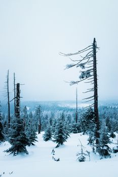 A serene snowy forest with tall trees standing against a winter backdrop.