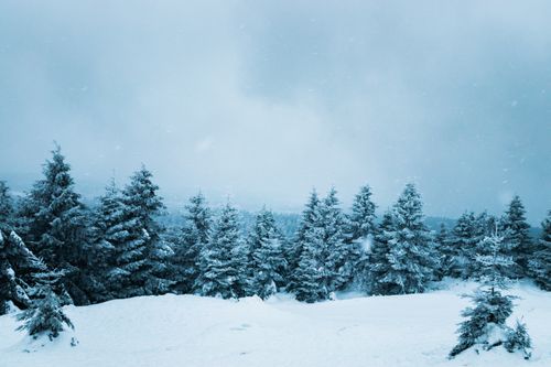Free A serene snow-covered pine forest during a winter storm captures the beauty of nature. Stock Photo