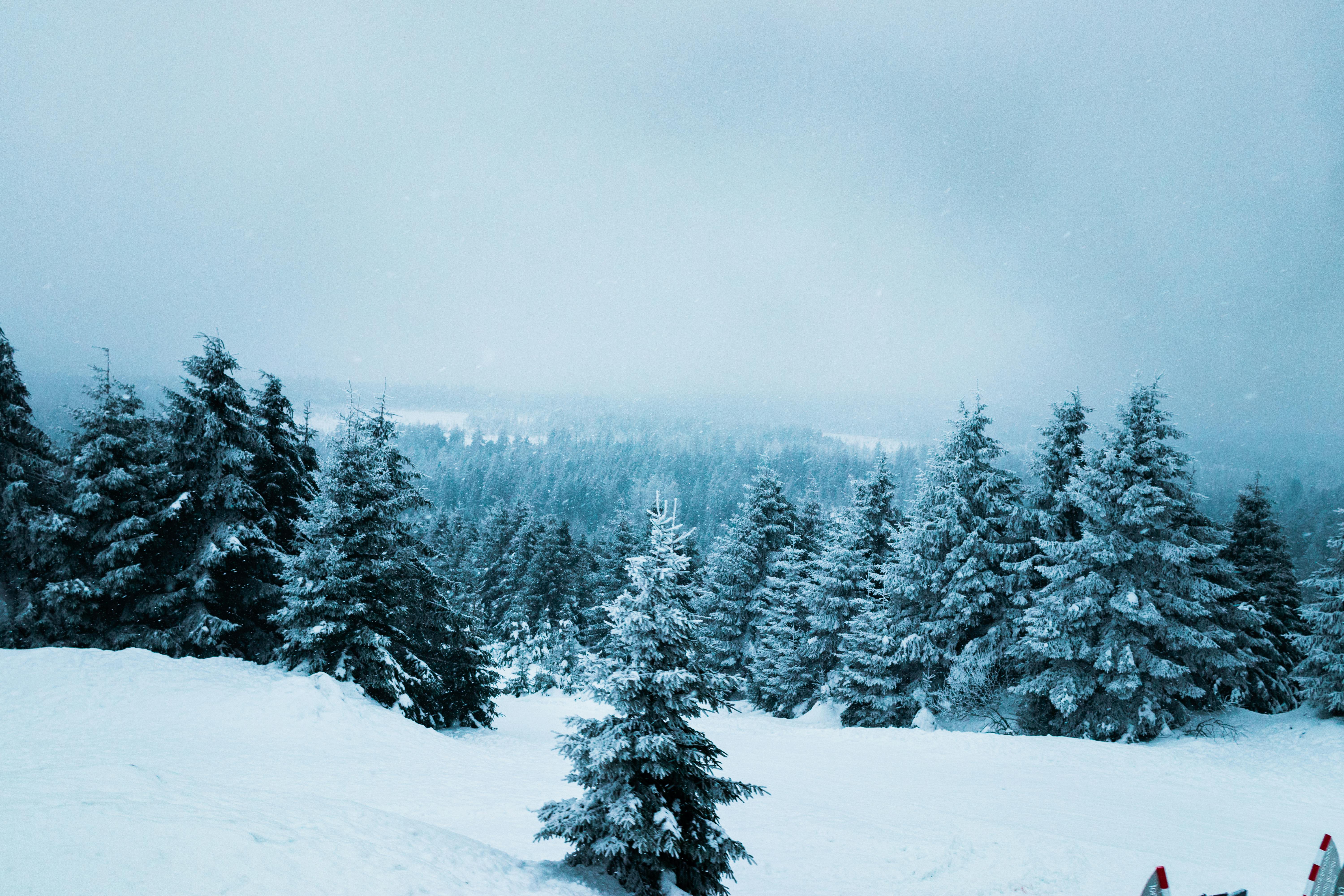 Zadarmo Majestátna zimná krajina so zasneženými borovicami pod zamračenou oblohou. Fotka z fotobanky