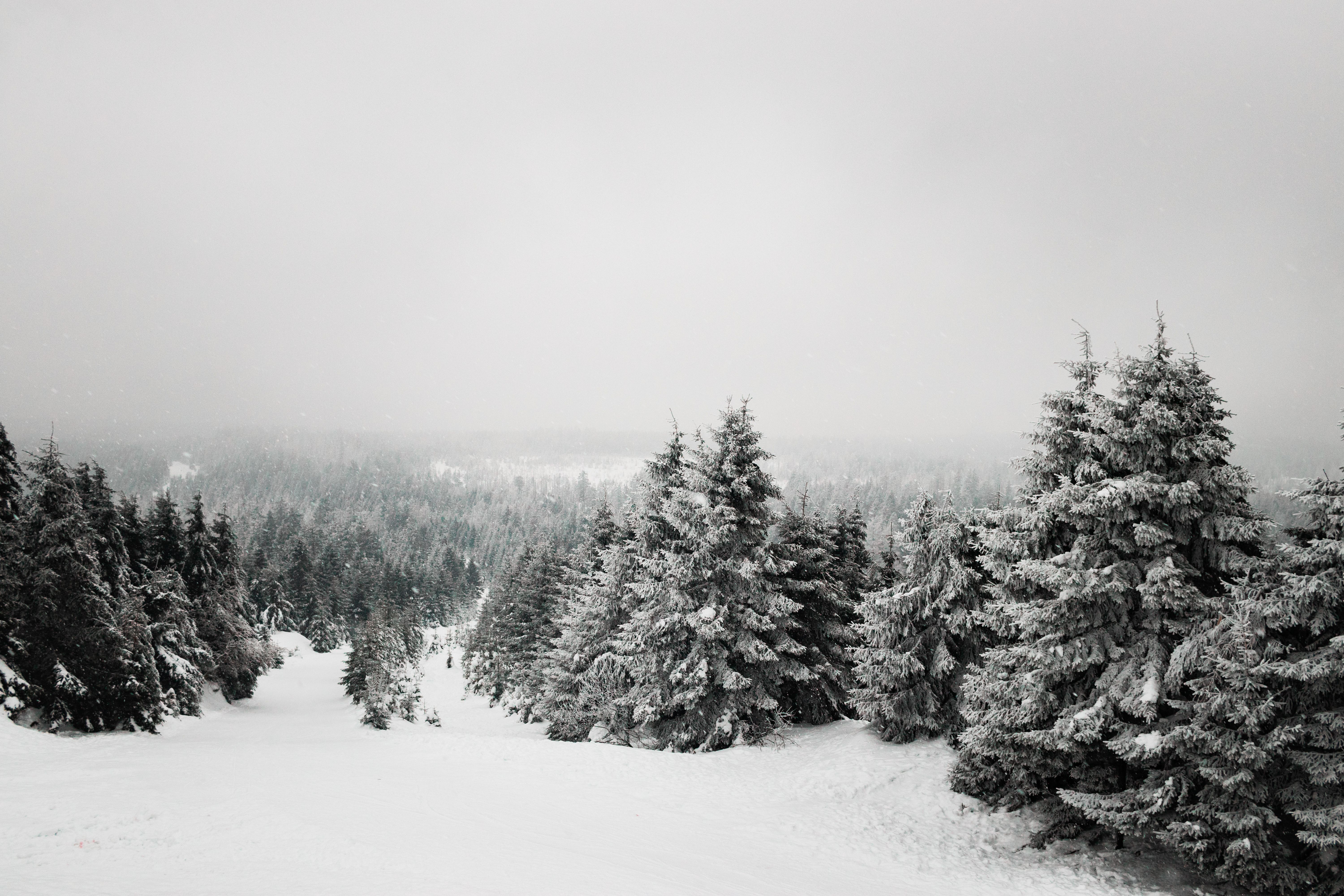Snow-laden evergreen forest in Vermont