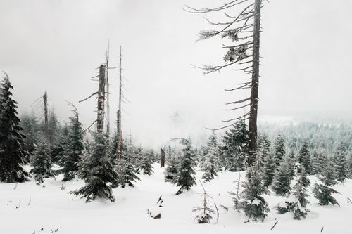 Free Misty winter forest with snow-covered evergreens and towering trees, creating a serene, atmospheric scene. Stock Photo