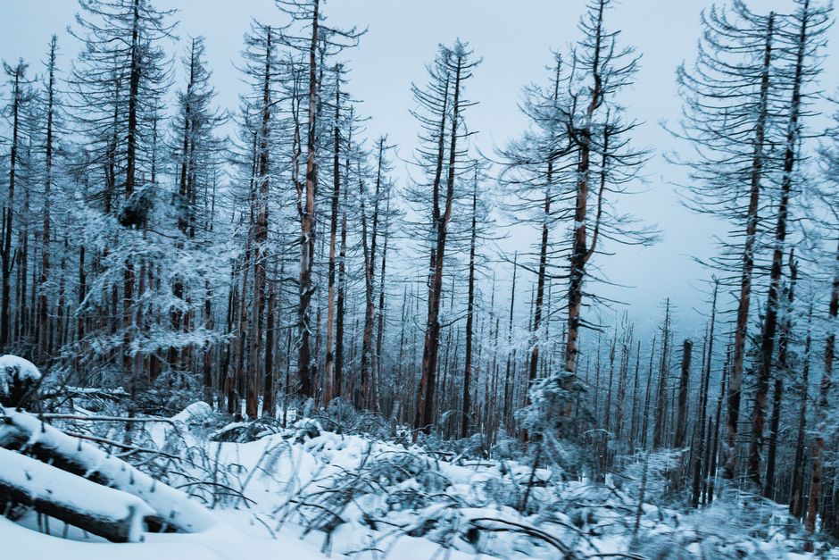 A serene winter forest landscape with snow-laden trees. - Expert Tips for Choosing High-Quality Shilajit