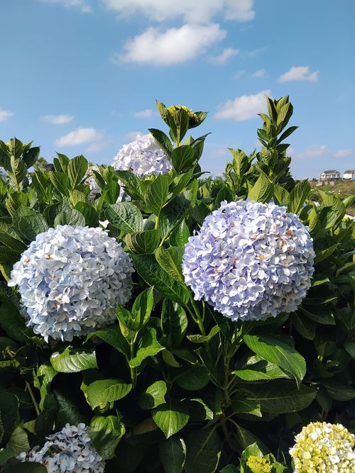 Free Vibrant blue hydrangea flowers blooming under a clear summer sky. Stock Photo