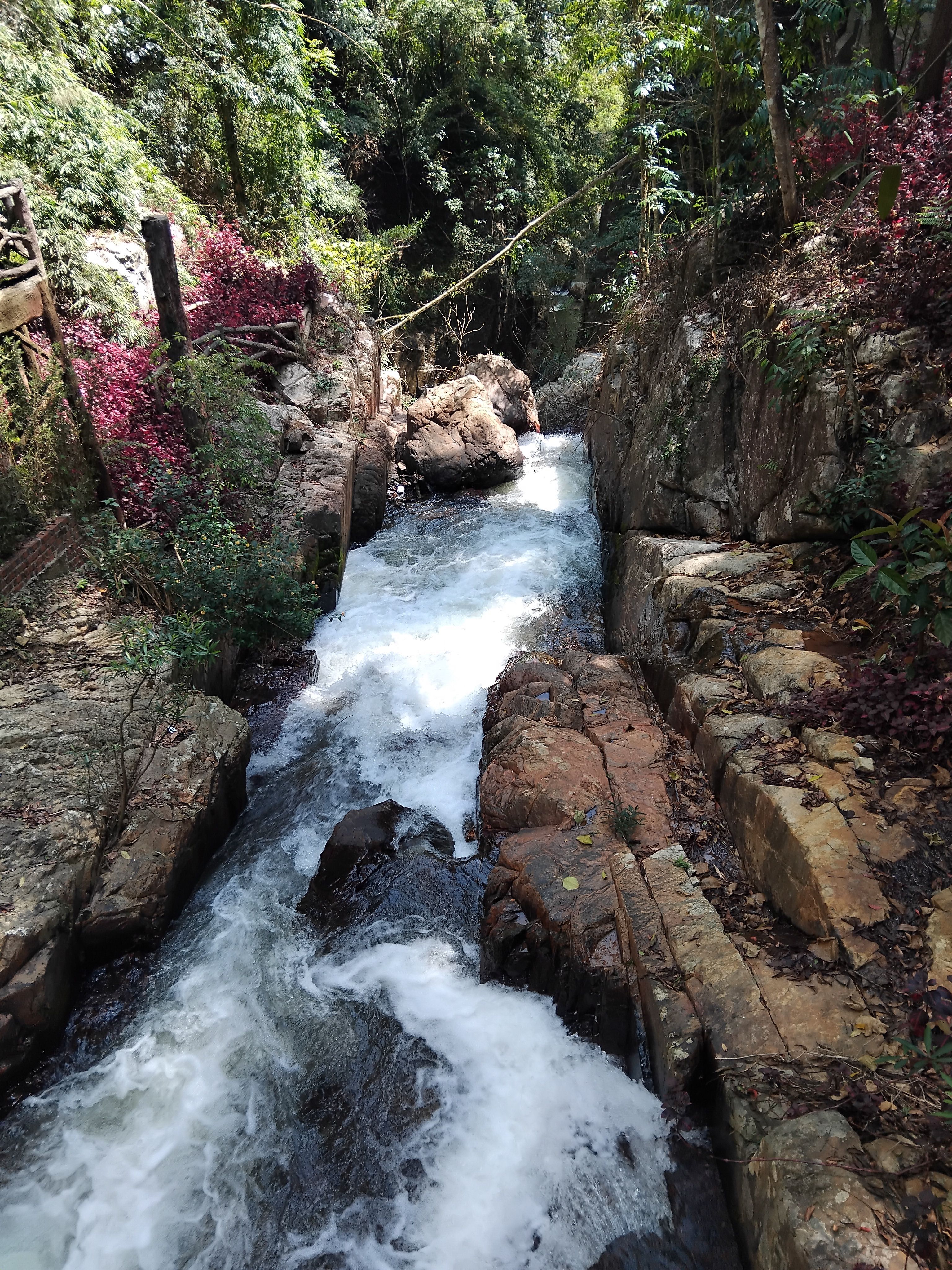 A serene forest stream flowing over rocks surrounded by lush greenery and vibrant foliage.