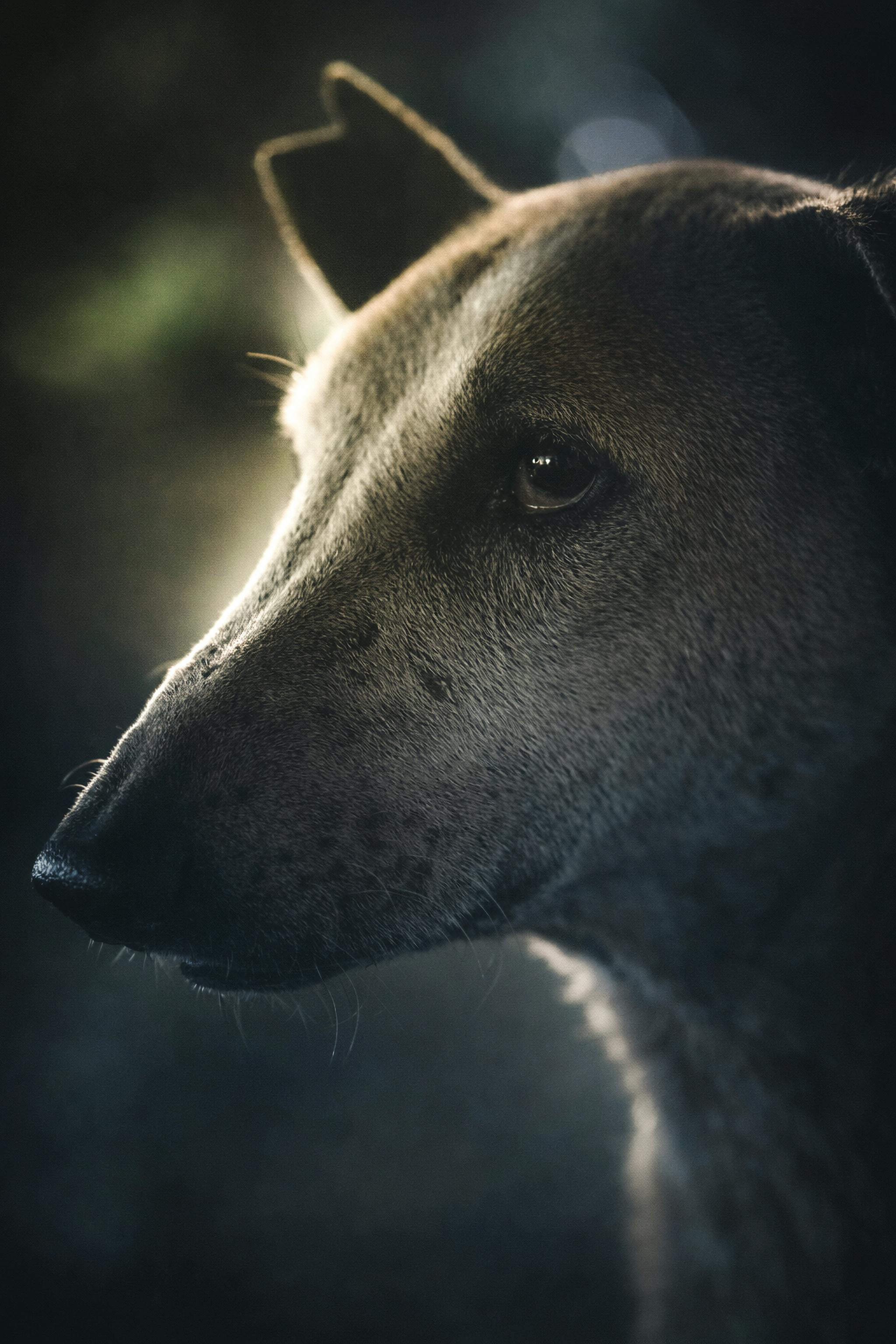 무료 은은한 조명이 야외 배경 속 갈색 개의 표정을 포착합니다. 스톡 사진