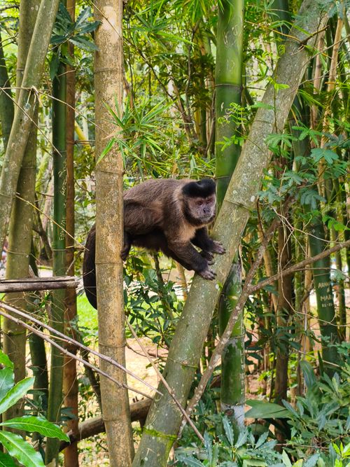 Free Capuchin monkey perched on bamboo in a lush tropical forest setting. Stock Photo