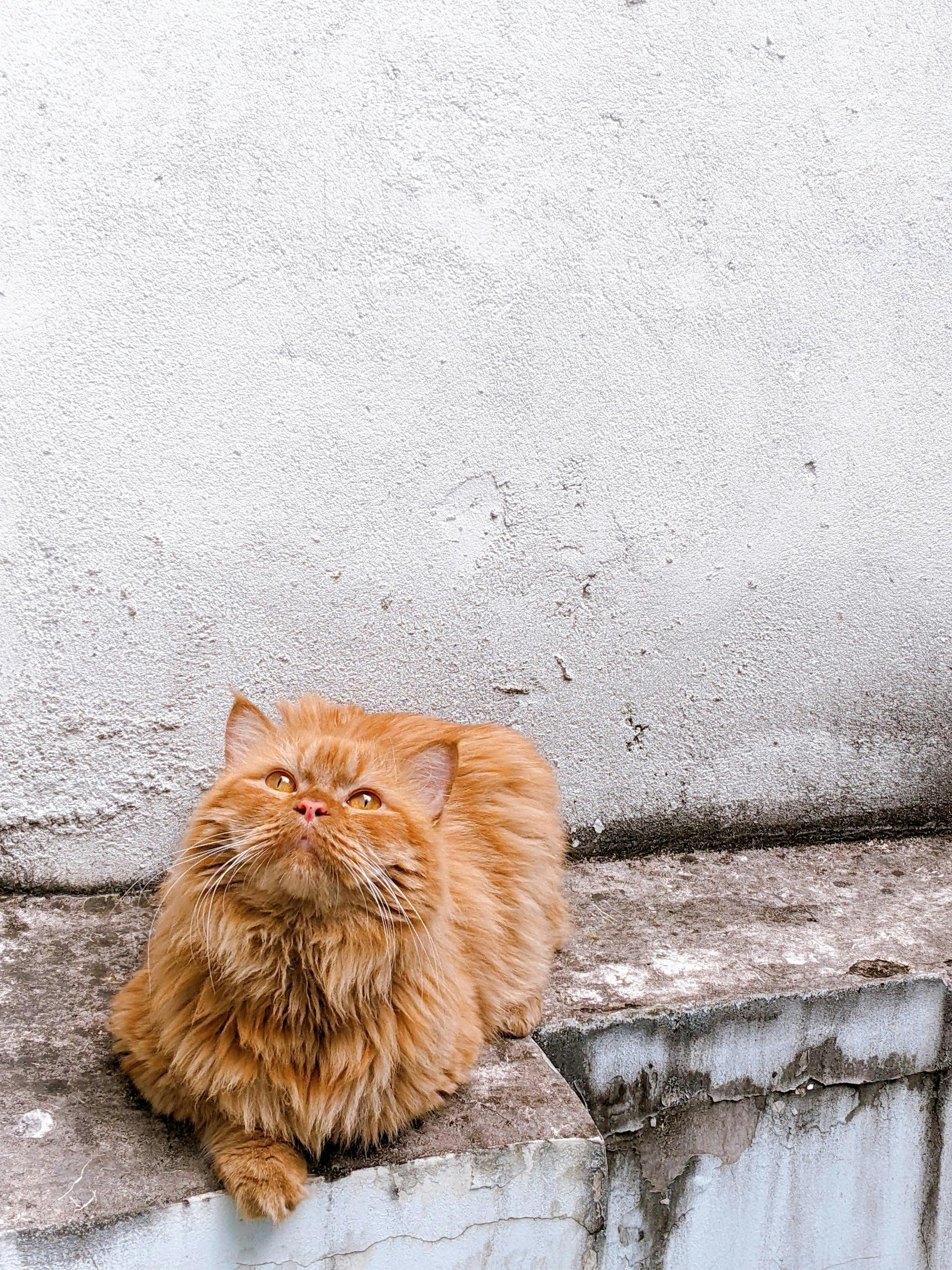 ฟรี แมวเปอร์เซียสีส้มกำลังนอนพักผ่อนบนขอบคอนกรีตที่รับแสงแดด โดยมีฉากหลังเป็นผนังที่มีลวดลาย คลังภาพถ่าย