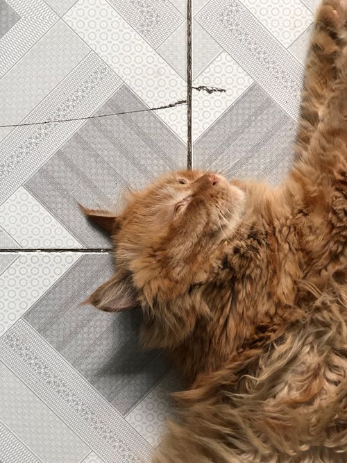 Free A fluffy orange cat lies comfortably on a patterned tiled floor, enjoying a peaceful nap. Stock Photo
