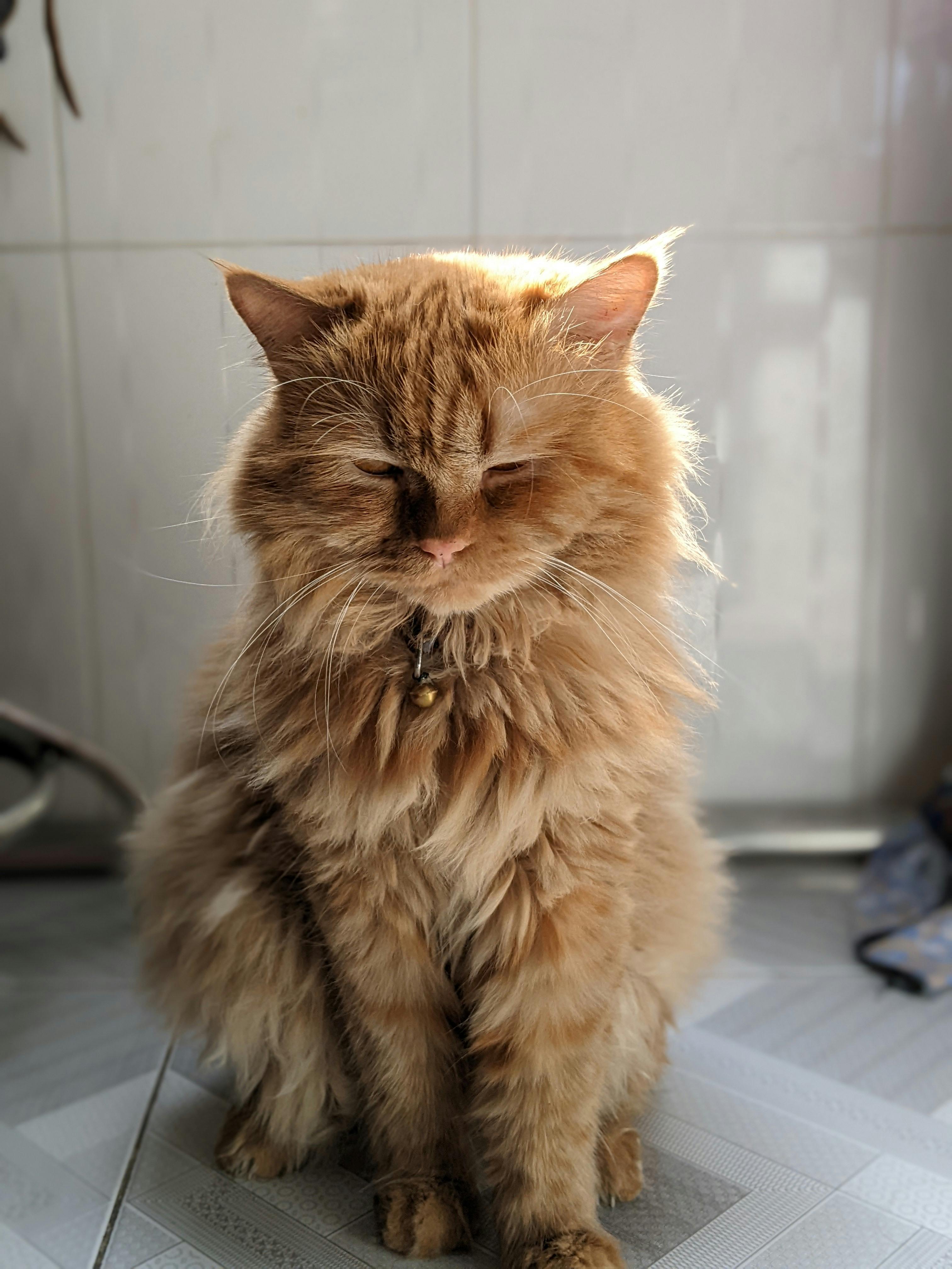 bezplatná Nadýchaná oranžová kočka klidně sedí uvnitř a vyhřívá se v měkkém přirozeném světle. Základová fotografie