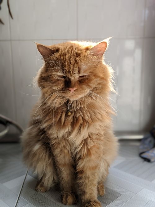 Free A fluffy orange cat sits peacefully indoors, basking in the soft natural light. Stock Photo