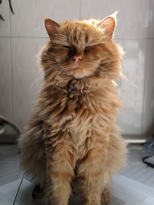Free A fluffy ginger Persian cat sitting contentedly indoors, basking in the warm sunlight. Stock Photo