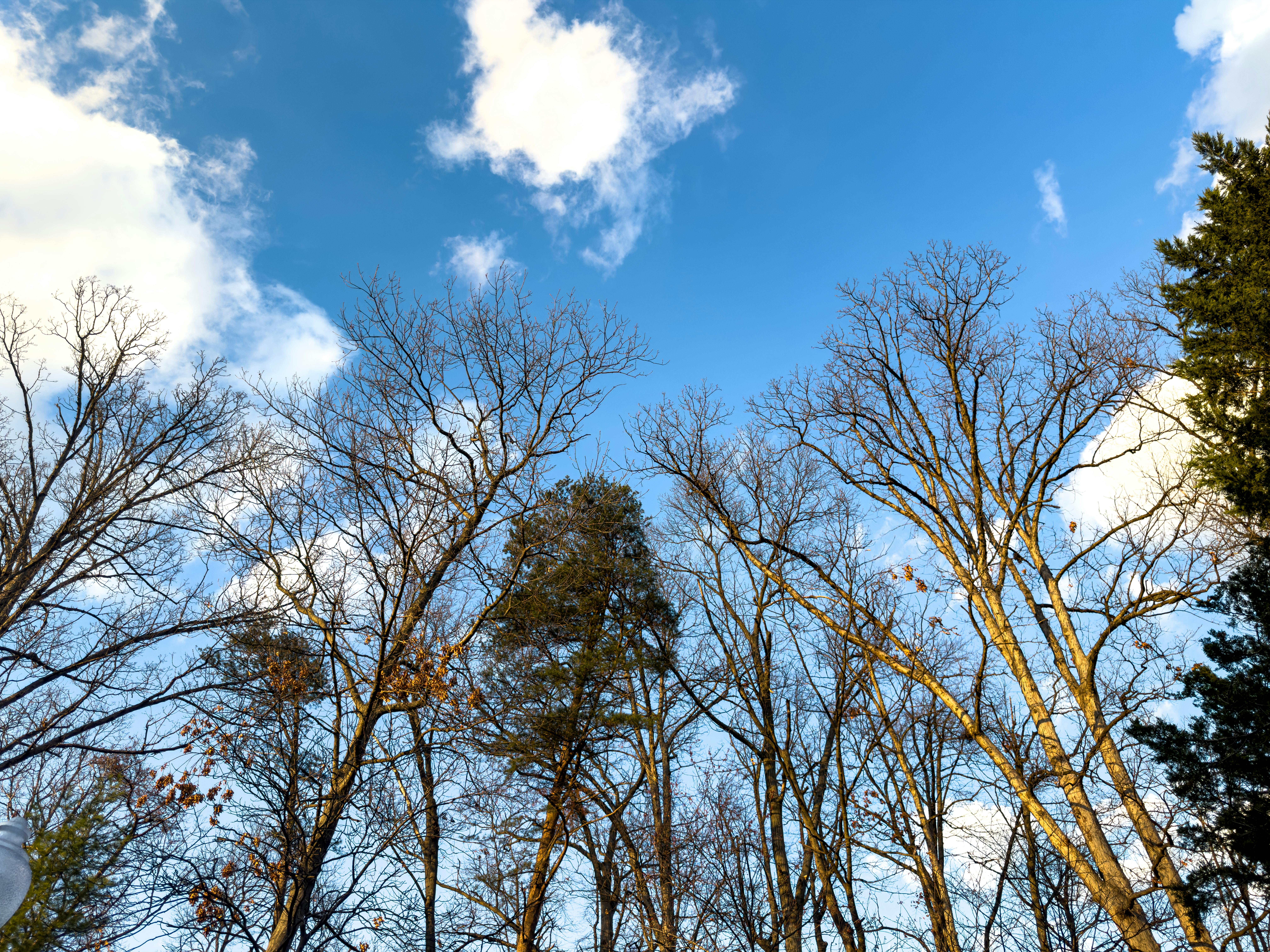 免費 光禿禿的樹木伸向湛藍的天空，朵朵白雲輕柔飄落，構成了一幅弗吉尼亞州寧靜的冬日景象。 圖庫相片