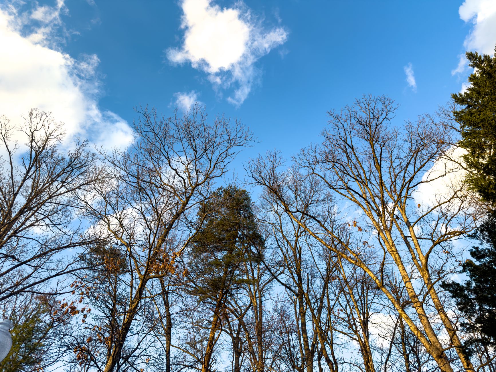 Bare trees reach into a clear blue sky with soft clouds, capturing a serene winter scene in Virginia.