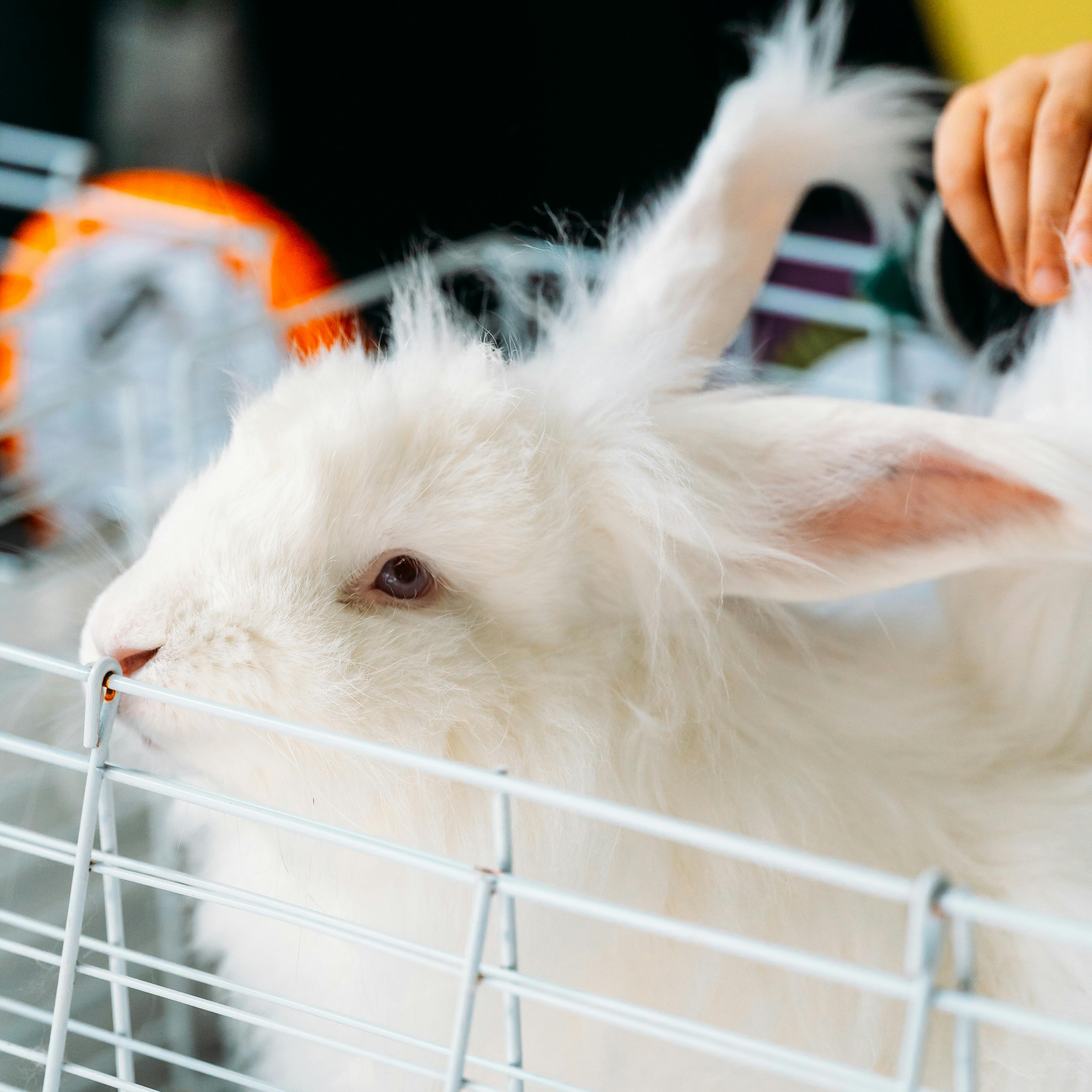 Lapin blanc dans une cage cunicole — matériel professionnel CMF GROUP