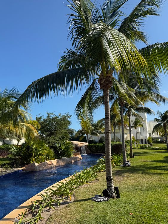 Tropical Resort Pool with Palm Trees in Sunshine · Free Stock Photo