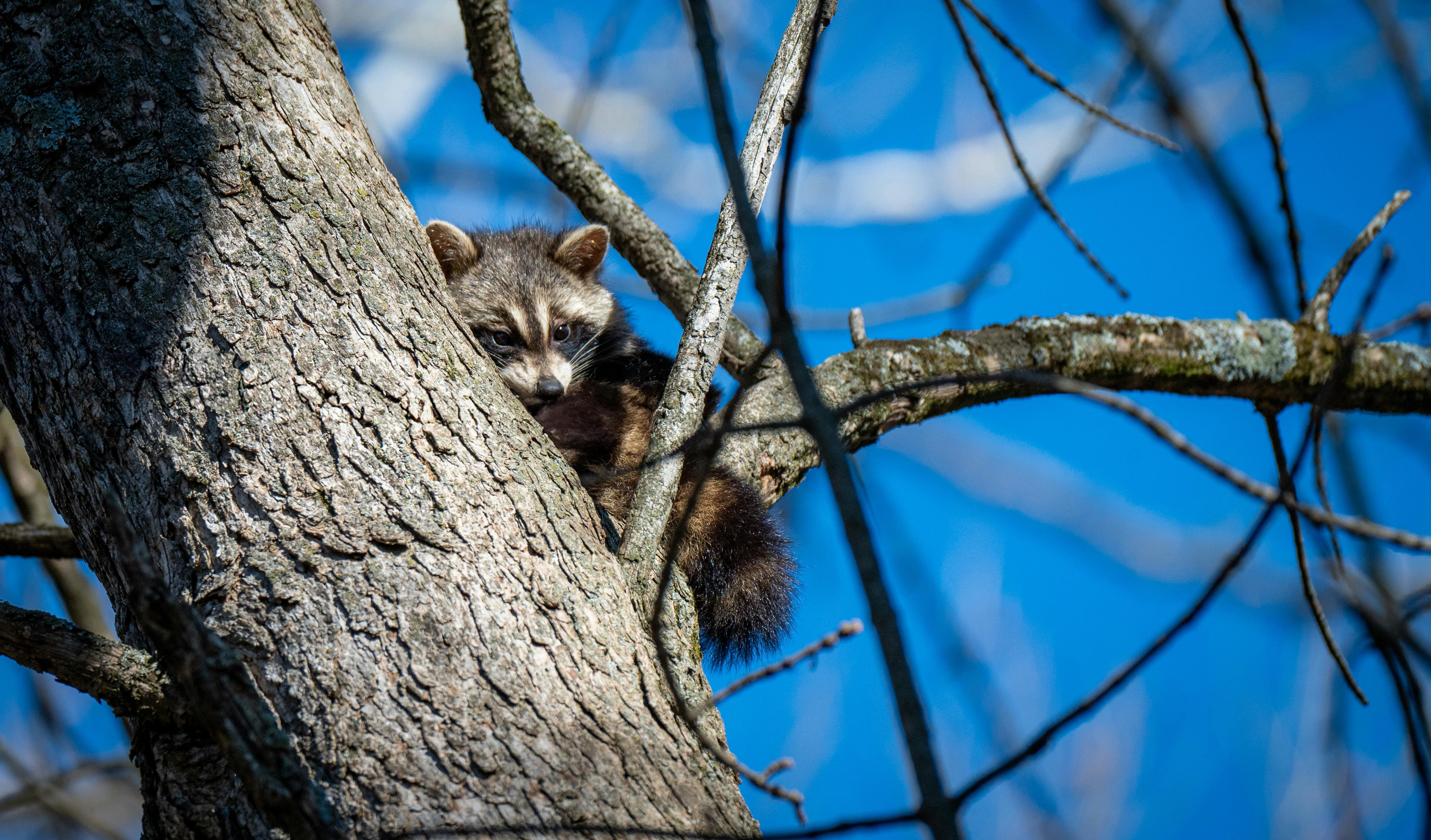 bezplatná Mýval seděl vysoko na stromě proti jasně modré obloze a užíval si přírody. Základová fotografie