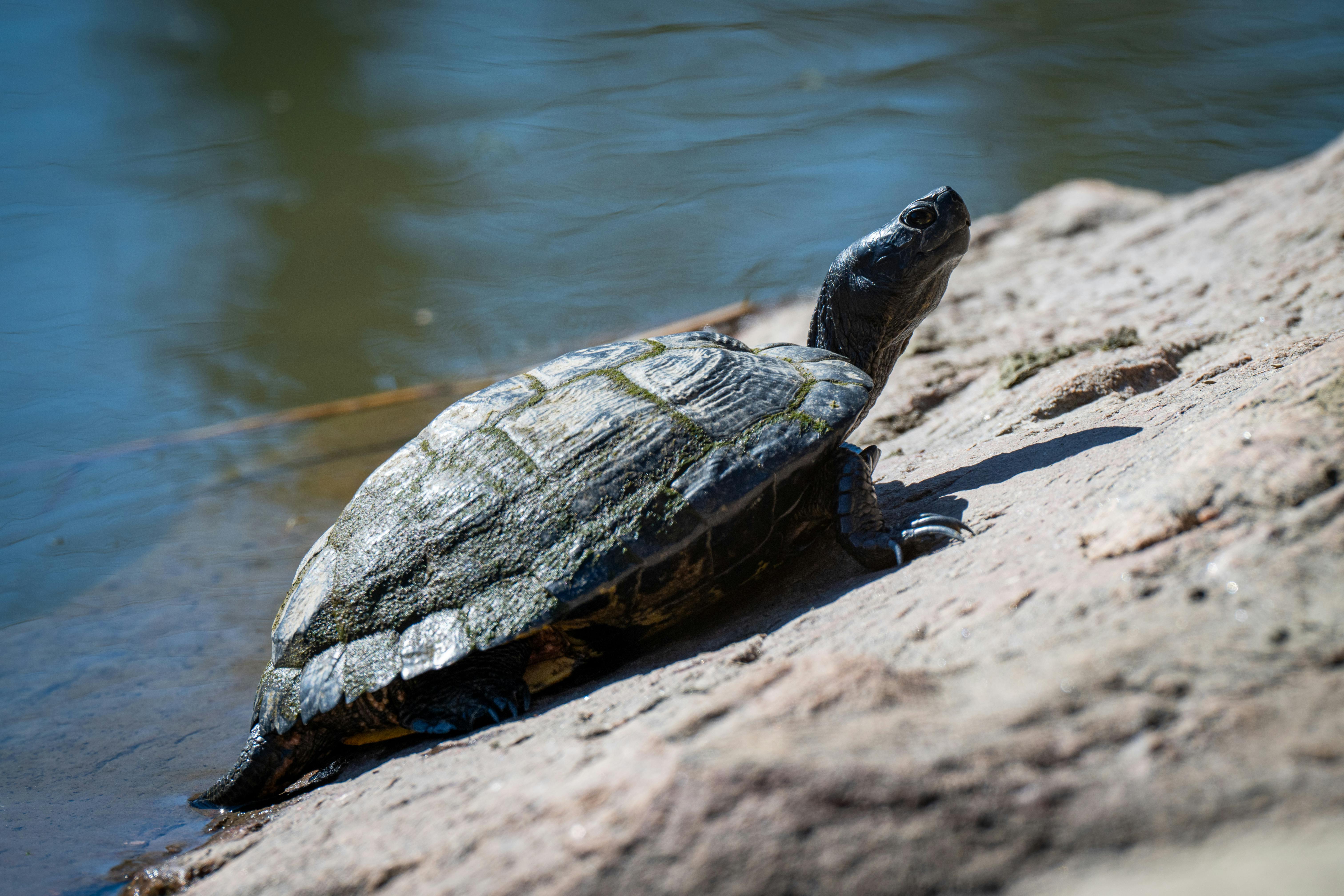 bezplatná Základová fotografie zdarma na téma 382, basking, biodiverzity Základová fotografie