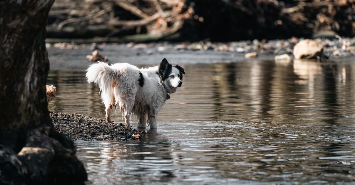Salmon Poisoning Disease in Dogs in Washington State: Raw Fish Risk, Symptoms and Treatment