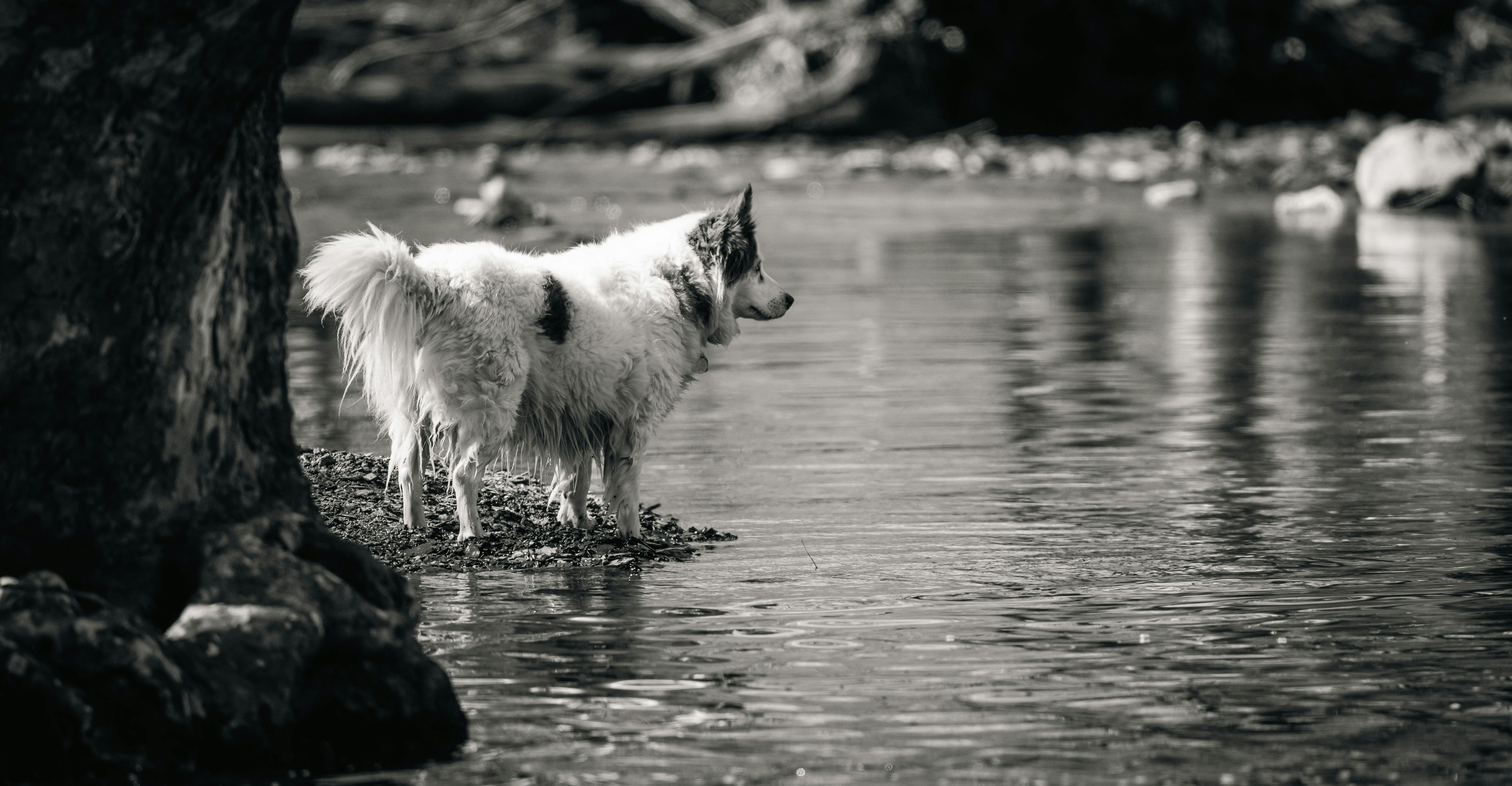 Miễn phí Một chú chó lông xù đứng bên bờ sông trong khung cảnh đen trắng yên bình, toát lên vẻ tĩnh lặng và thanh thản. Ảnh lưu trữ