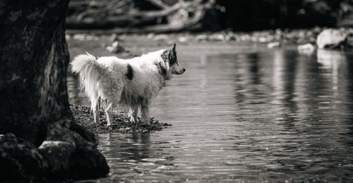 Free A fluffy dog stands by a riverbank in a tranquil black and white scene, exuding calm and peacefulness. Stock Photo