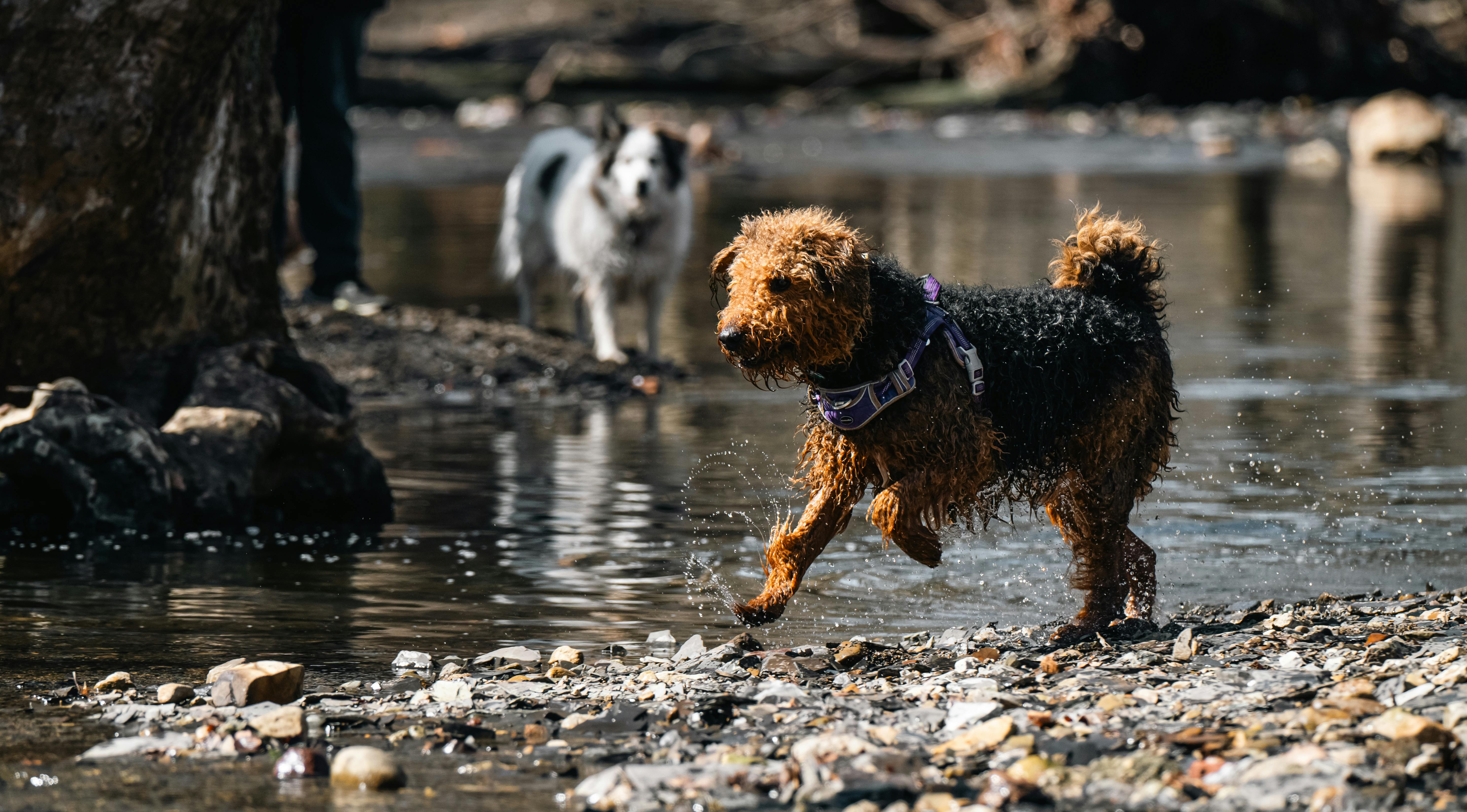 Miễn phí Hai chú chó thích thú nô đùa trong dòng suối vào một ngày nắng đẹp, thể hiện niềm vui và sự tự do. Ảnh lưu trữ