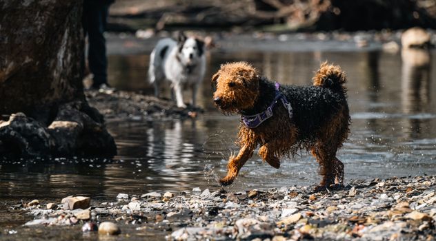 cherry creek dog park
