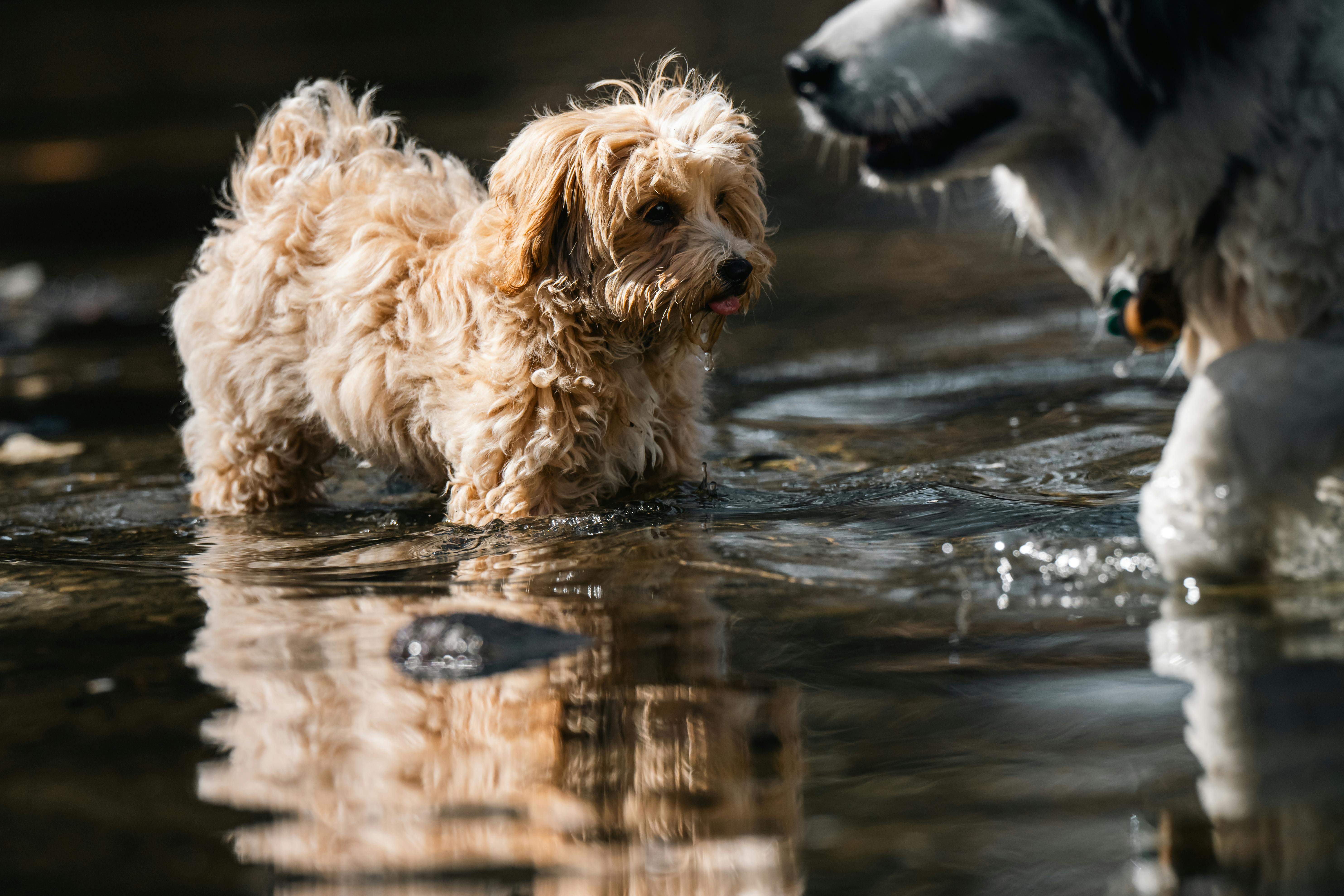 Gratis To søde hunde, der leger på lavt vand og viser glæde og legesyge på en solskinsdag. Lagerfoto