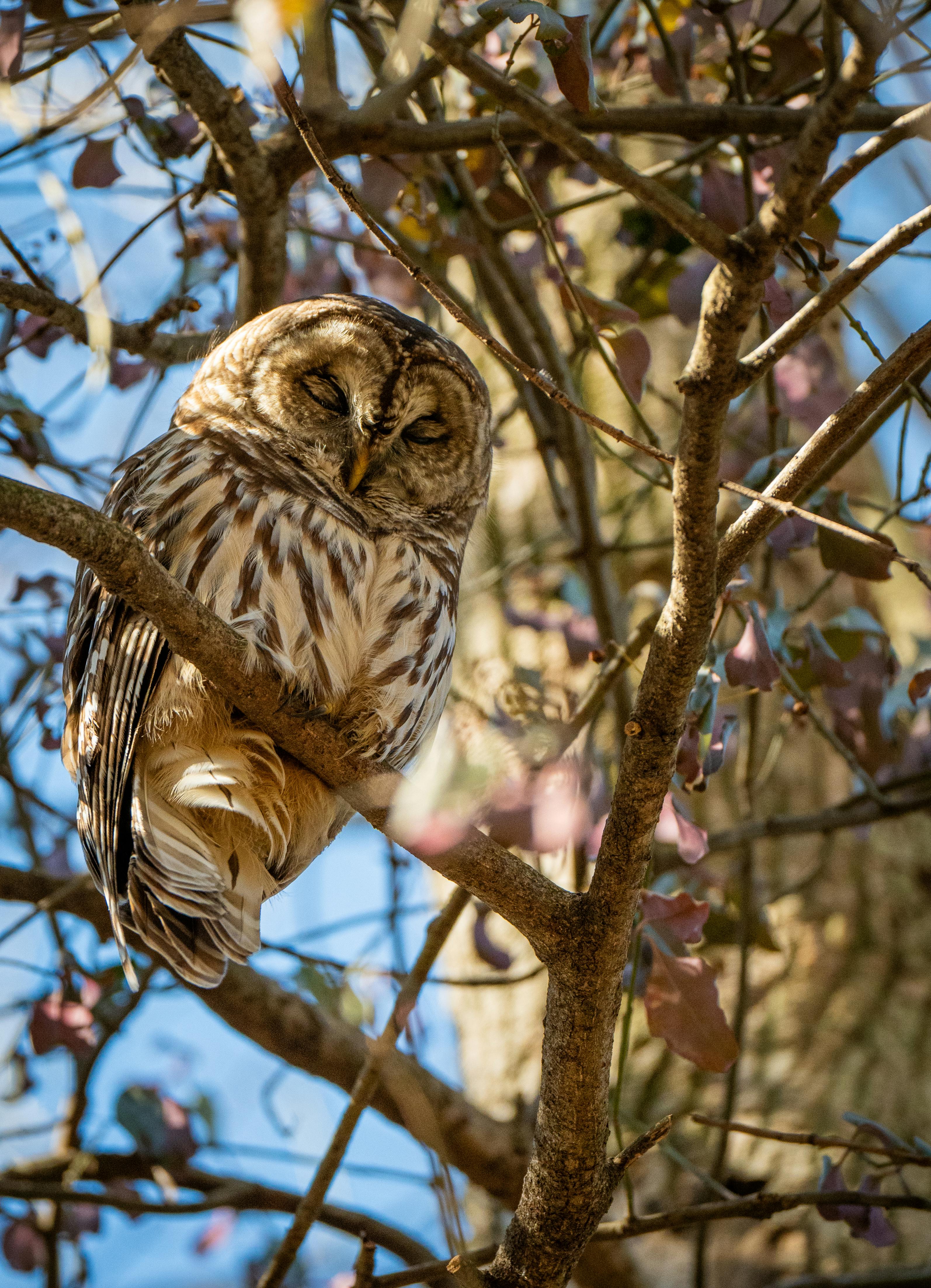 Miễn phí Cận cảnh một con cú vằn đậu trên cành cây giữa tán lá mùa xuân. Ảnh lưu trữ
