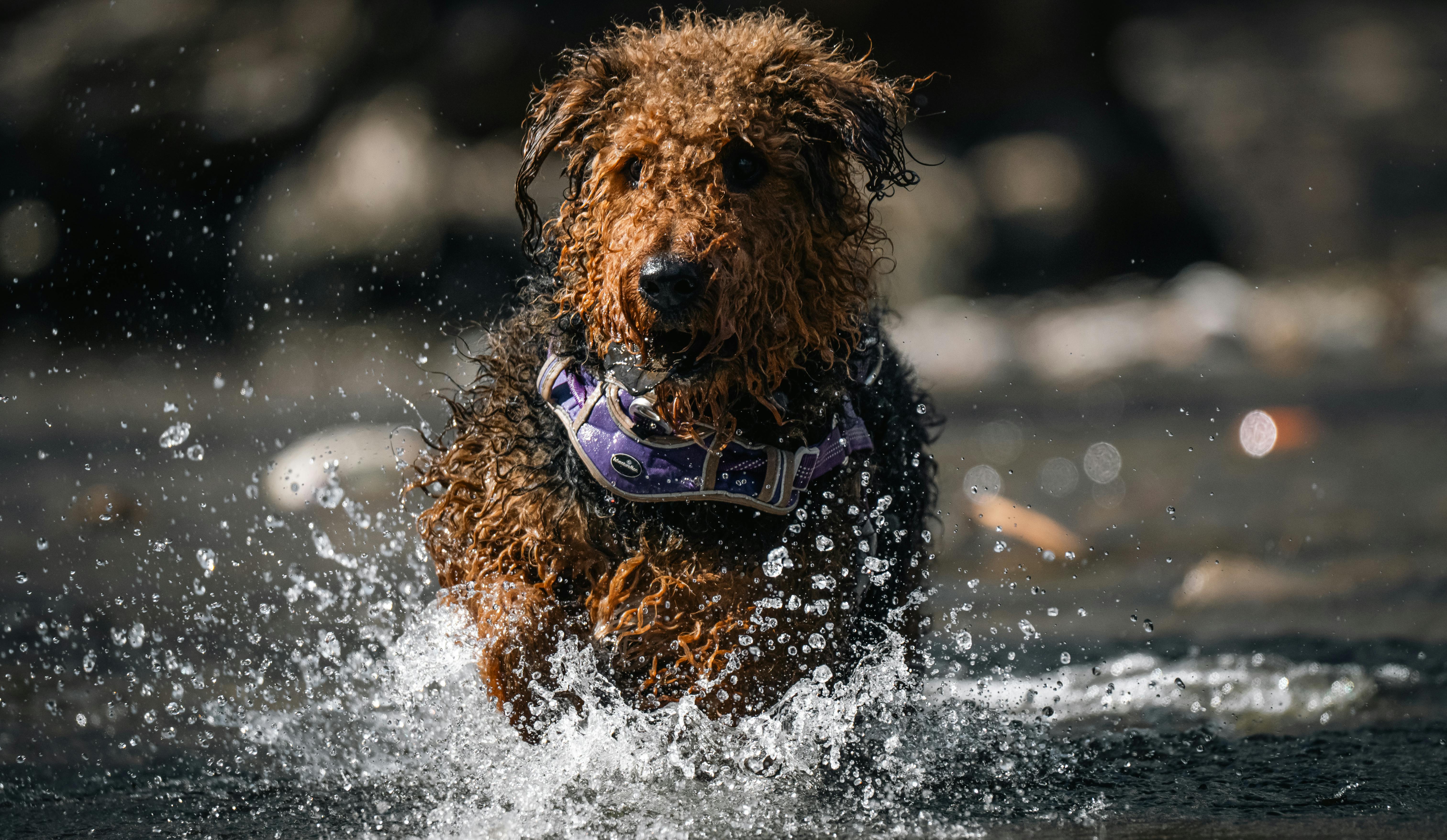 bezplatná Hravý pes plemene Airedale teriér radostně šplouchá vodou a zachycuje dynamický okamžik venku. Základová fotografie