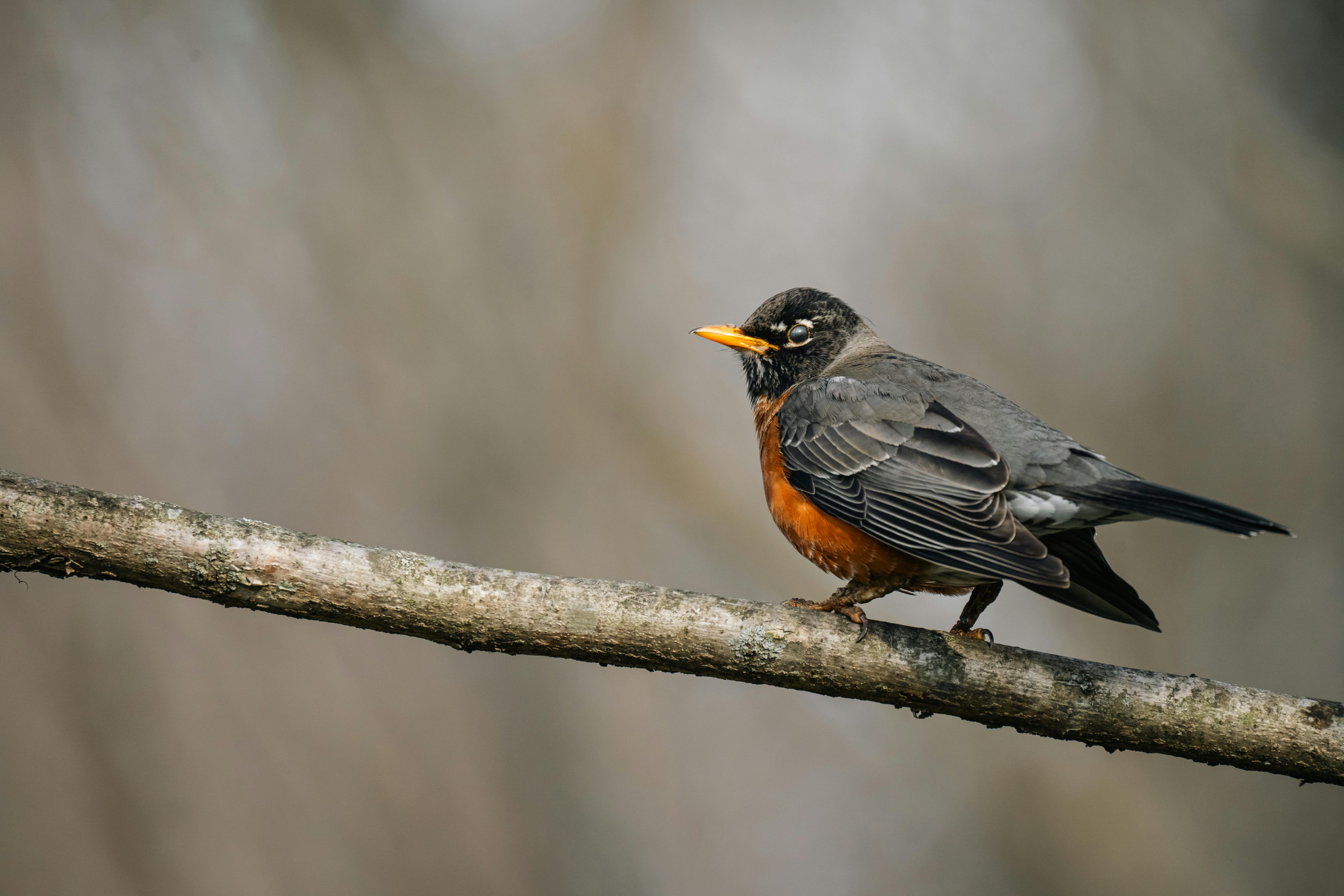 免费 tur鱼, 候鸟, 农民 的 免费素材图片 素材图片